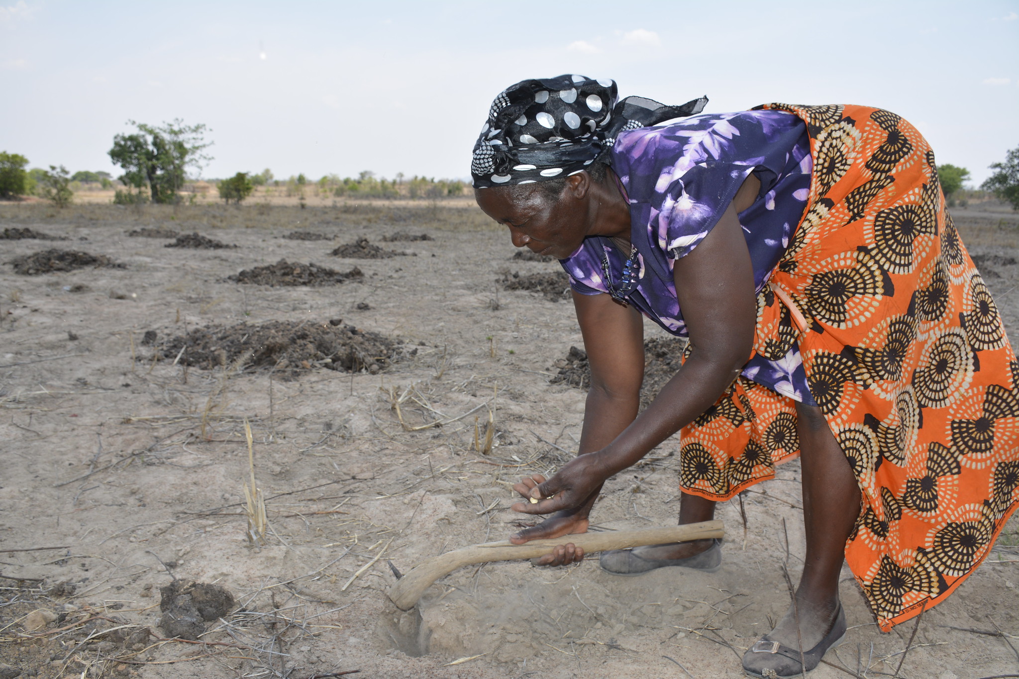 Zimbabwean smallholder farmer Appolonia Marutsvaka, of drought-prone Zaka District, demonstrates planting drought-tolerant and heat stress maize seed. (Photo: Johnson Siamachira/CIMMYT)