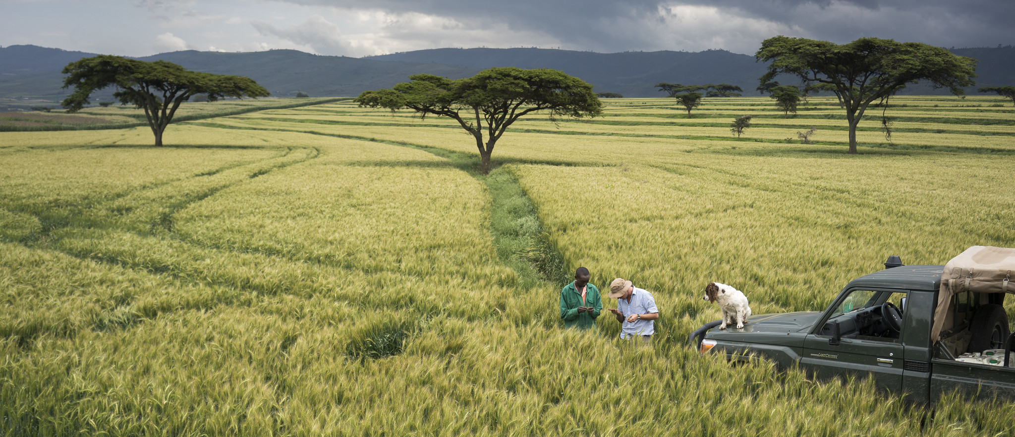 Background image for CIMMYT