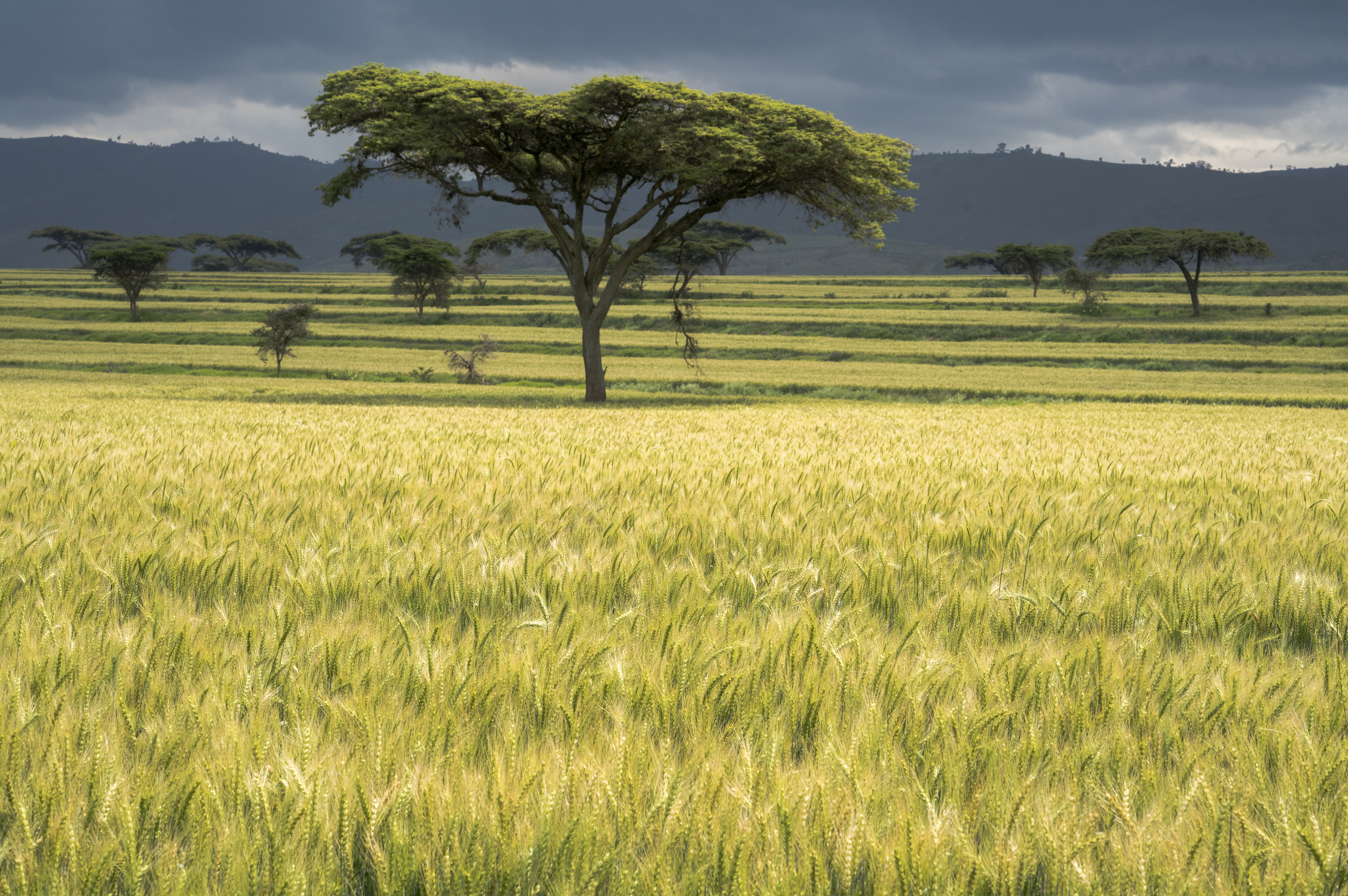 In the field of wheat farmer Oliver Nightingale at Ndabibi Farm, Naivasha, Kenya, 2017. (Photo: Peter Lowe for CIMMYT)