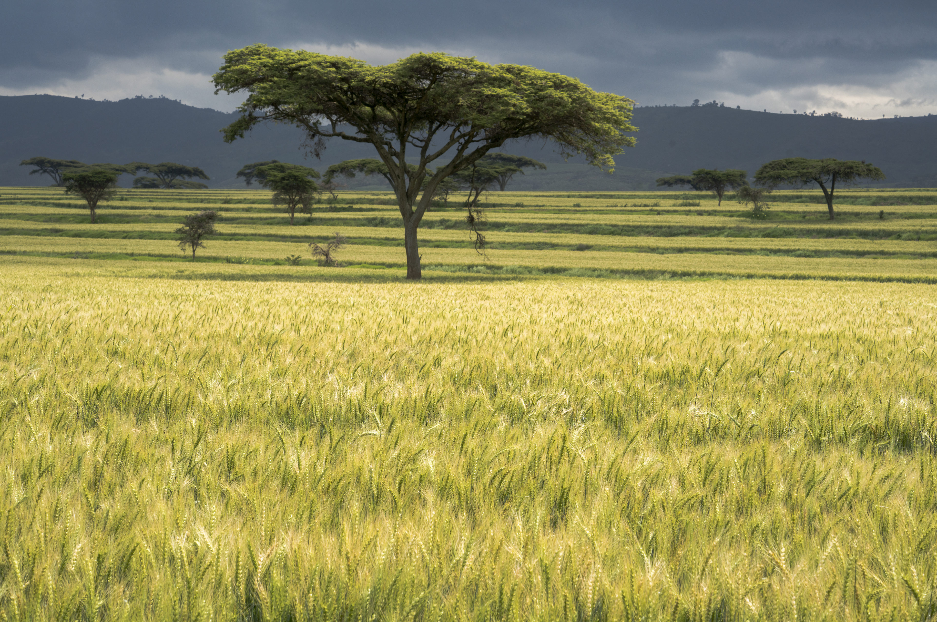 Background image for CIMMYT