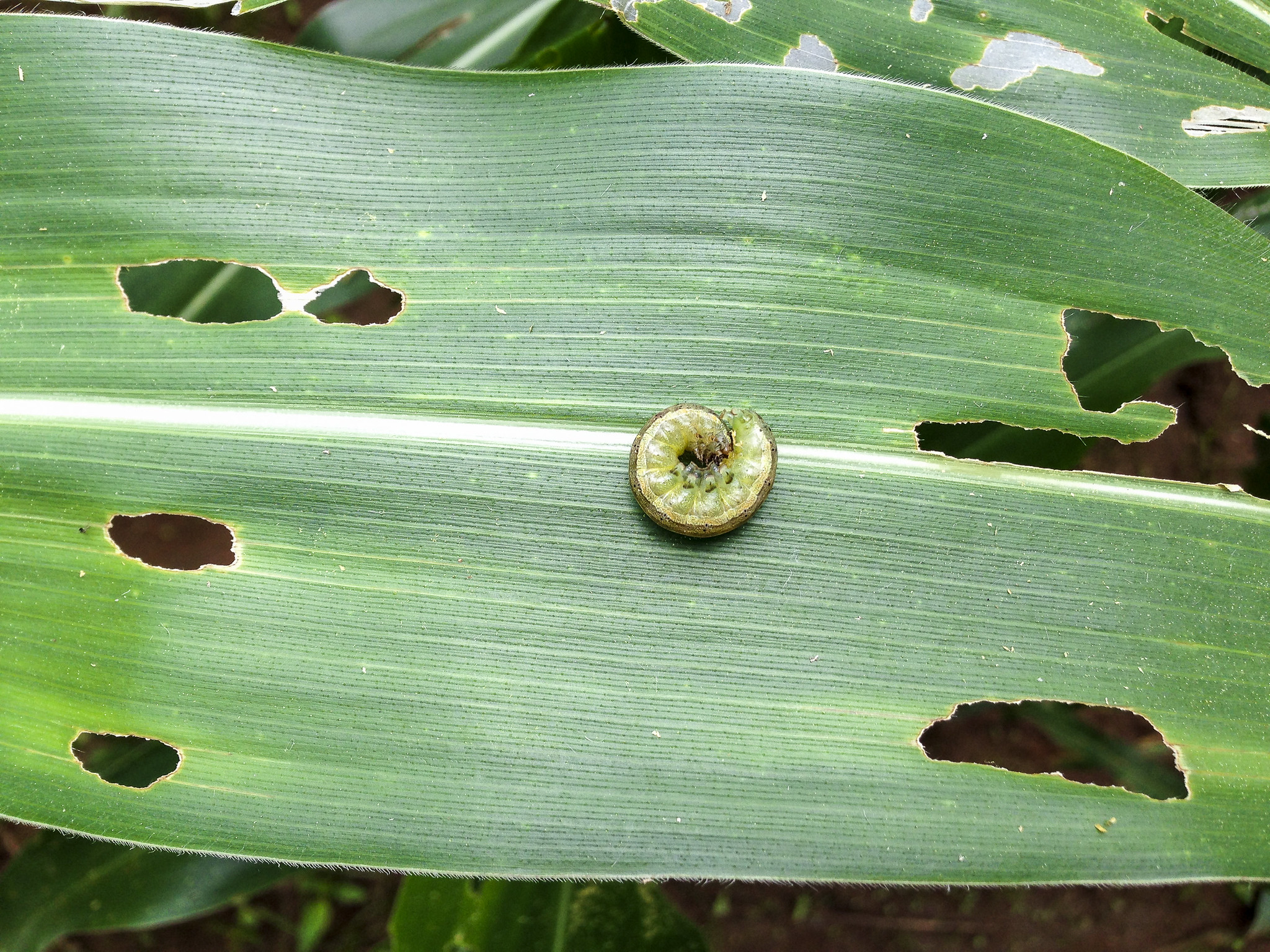 Foliar damage to maize leaves due to adult fall armyworm in Zimbabwe. (Photo: C. Thierfelder/CIMMYT)