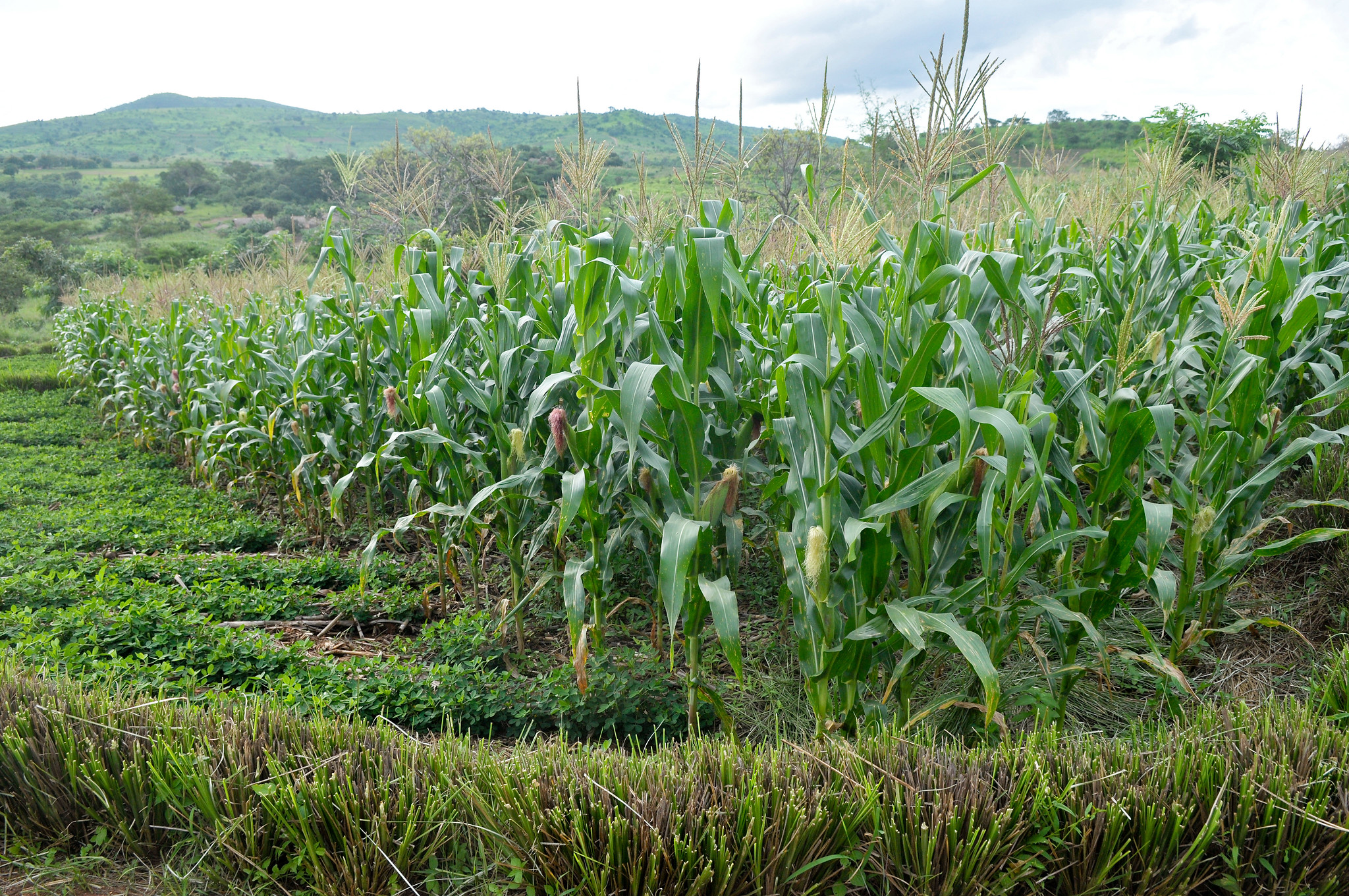 A farmer's field in Malawi under conservation agriculture, showing rotation of maize and groundnut, and the retention of crop residues. (Photo: T. Samson/CIMMYT)