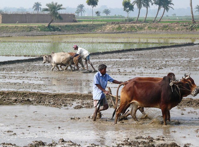 Farmers in Bangladesh practice traditional puddling of the soil before transplanting rice. (Photo: P. Wall/CIMMYT)