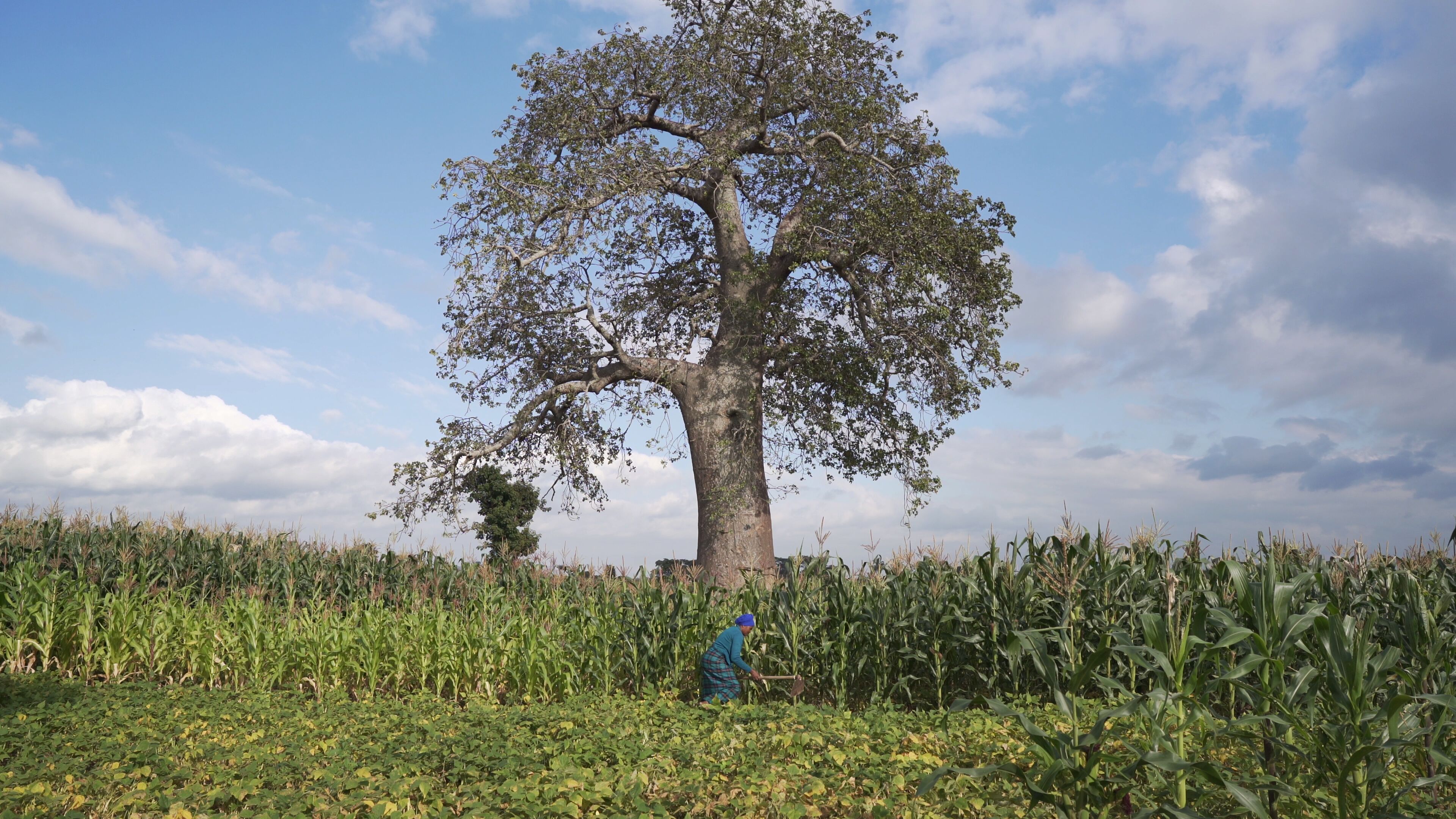 Background image for CIMMYT