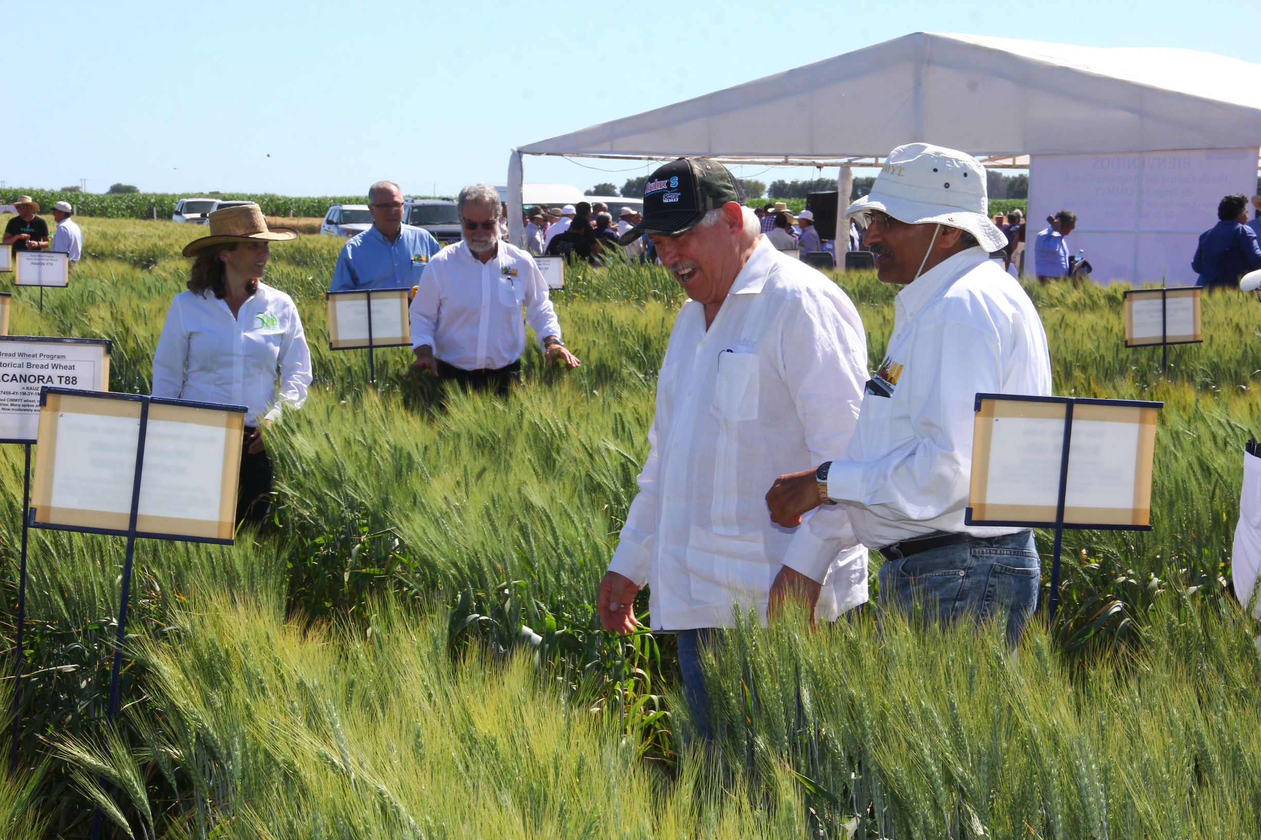 Secretary Villalobos (center) tours the wheat fields at the experimental station in Obregón with CIMMYT scientists. (Photo: Ernesto Blancarte)