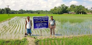 Service provider Azgad Ali and farmer Samaru Das have a fruitful relationship based on technology promoted through CIMMYT's SRSFI project.