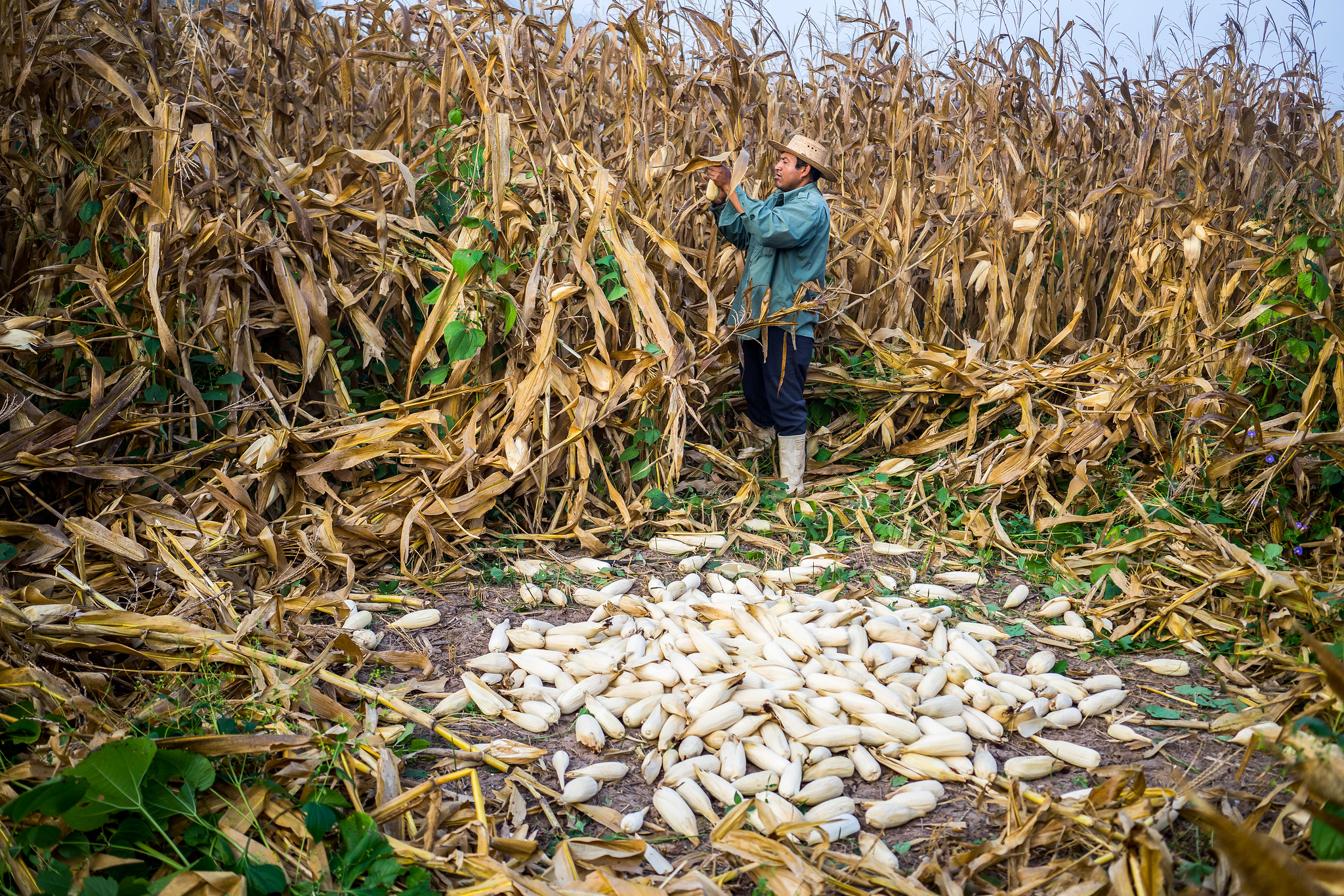 Background image for CIMMYT