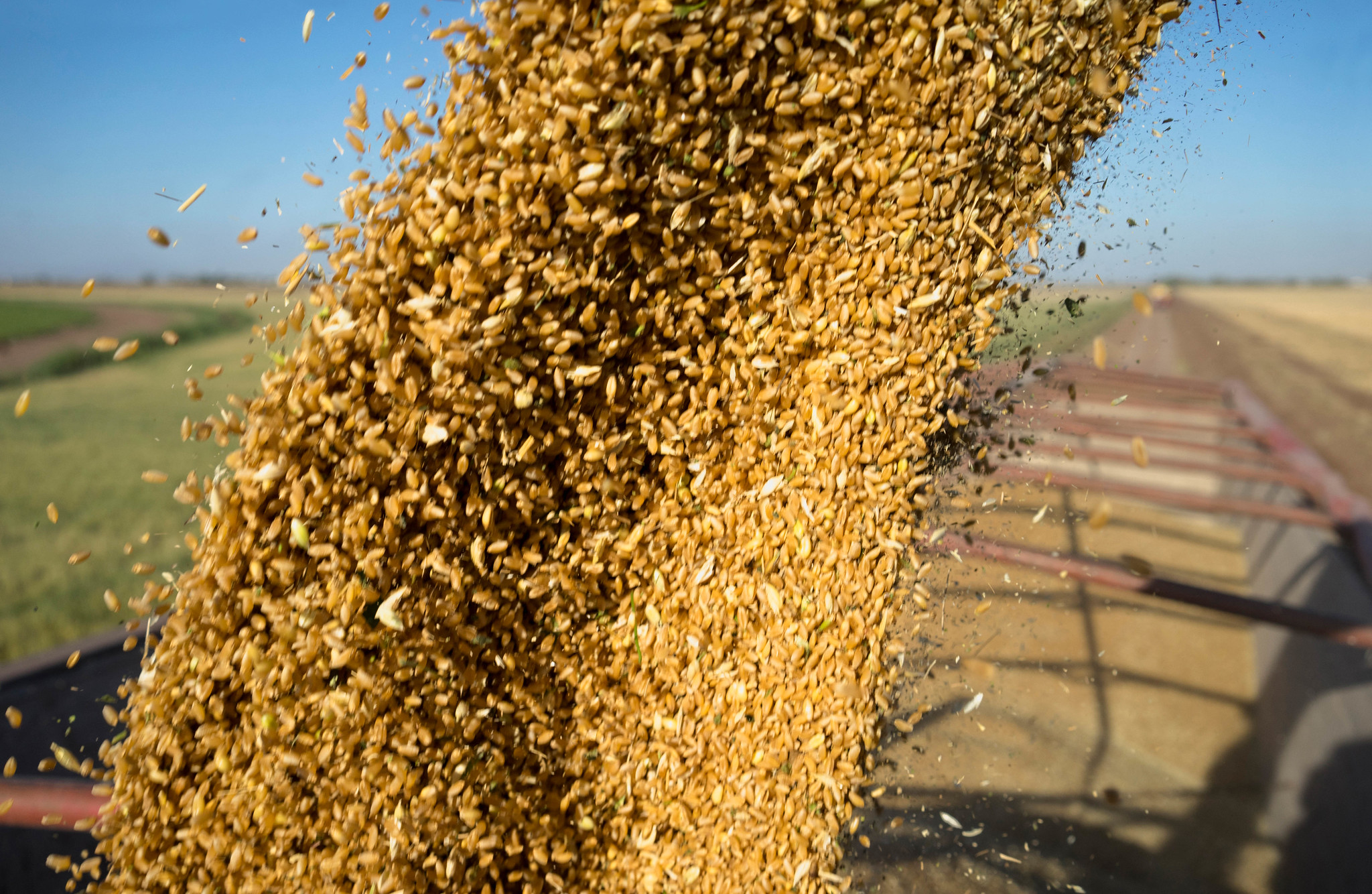 Background image for CIMMYT