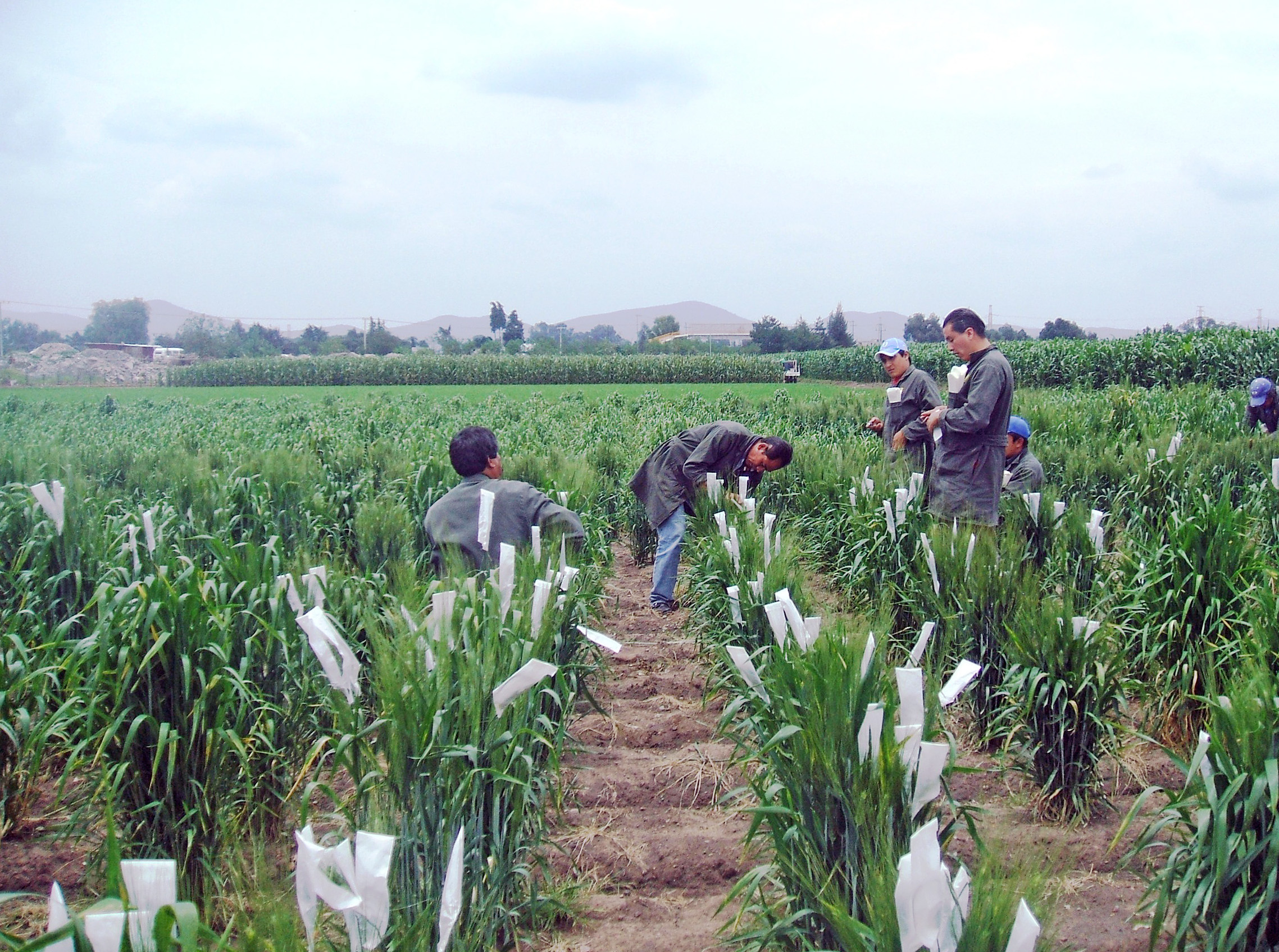 CIMMYT field workers working on wheat crossing as part of the breeding process. (Photo: CIMMYT)