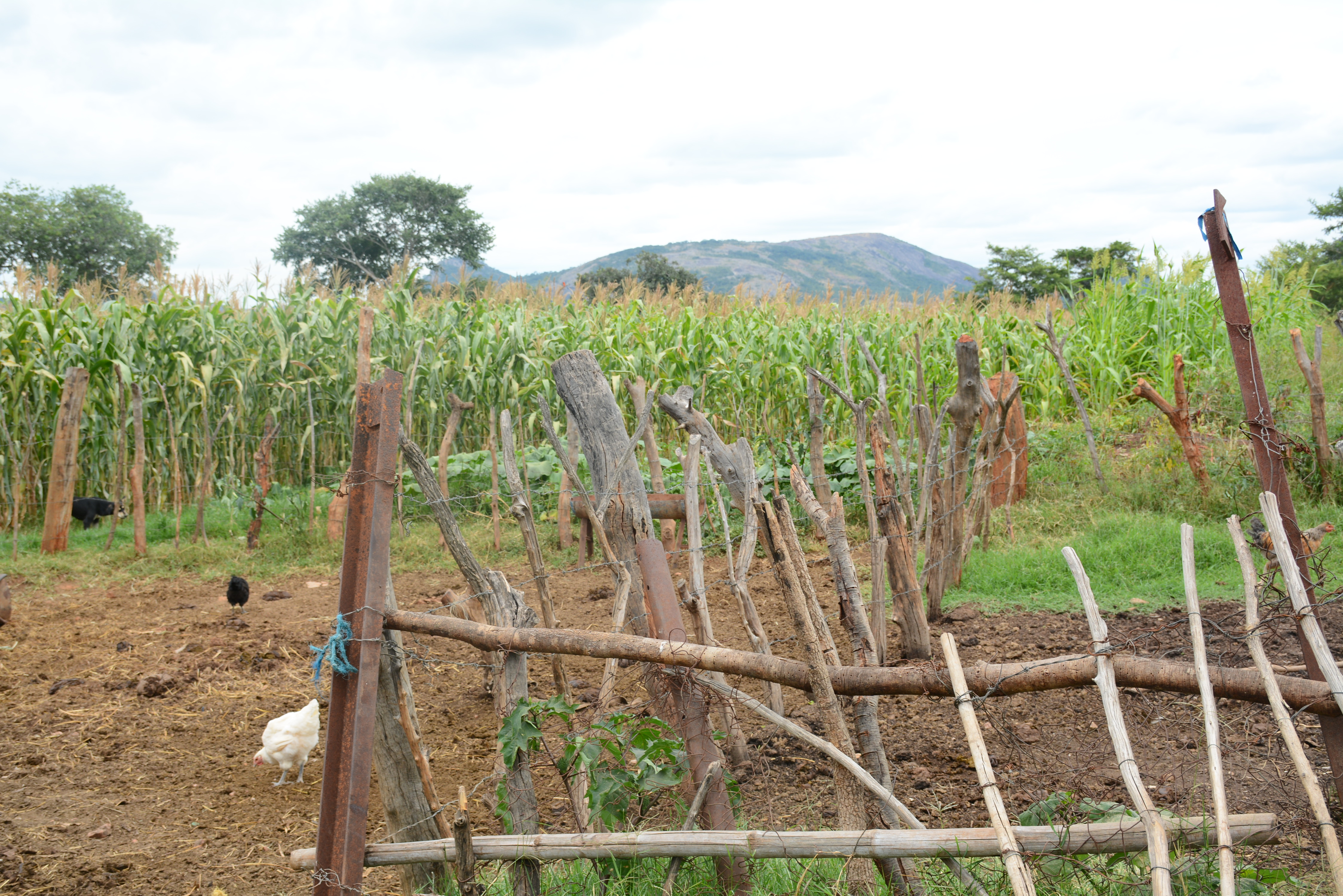 Cattle fattening pens at Cosmas and Netsai Garwe's homestead. (Photo: Shiela Chikulo/CIMMYT)
