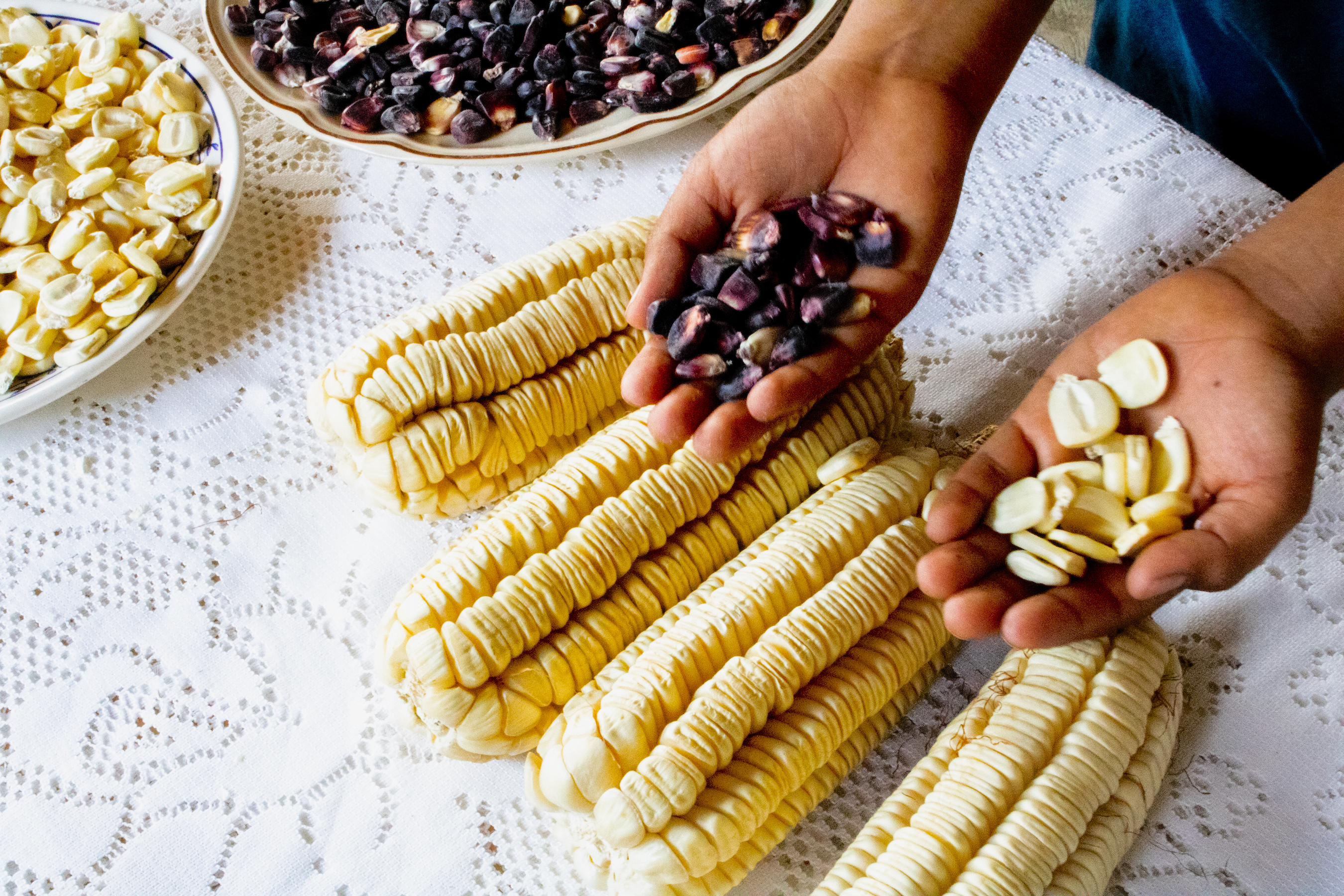 Juarez and Oliveros’s grandson shows the family’s heirloom maize: maíz colorado (left) and Ancho maize. (Photo: E. Orchardson/CIMMYT)