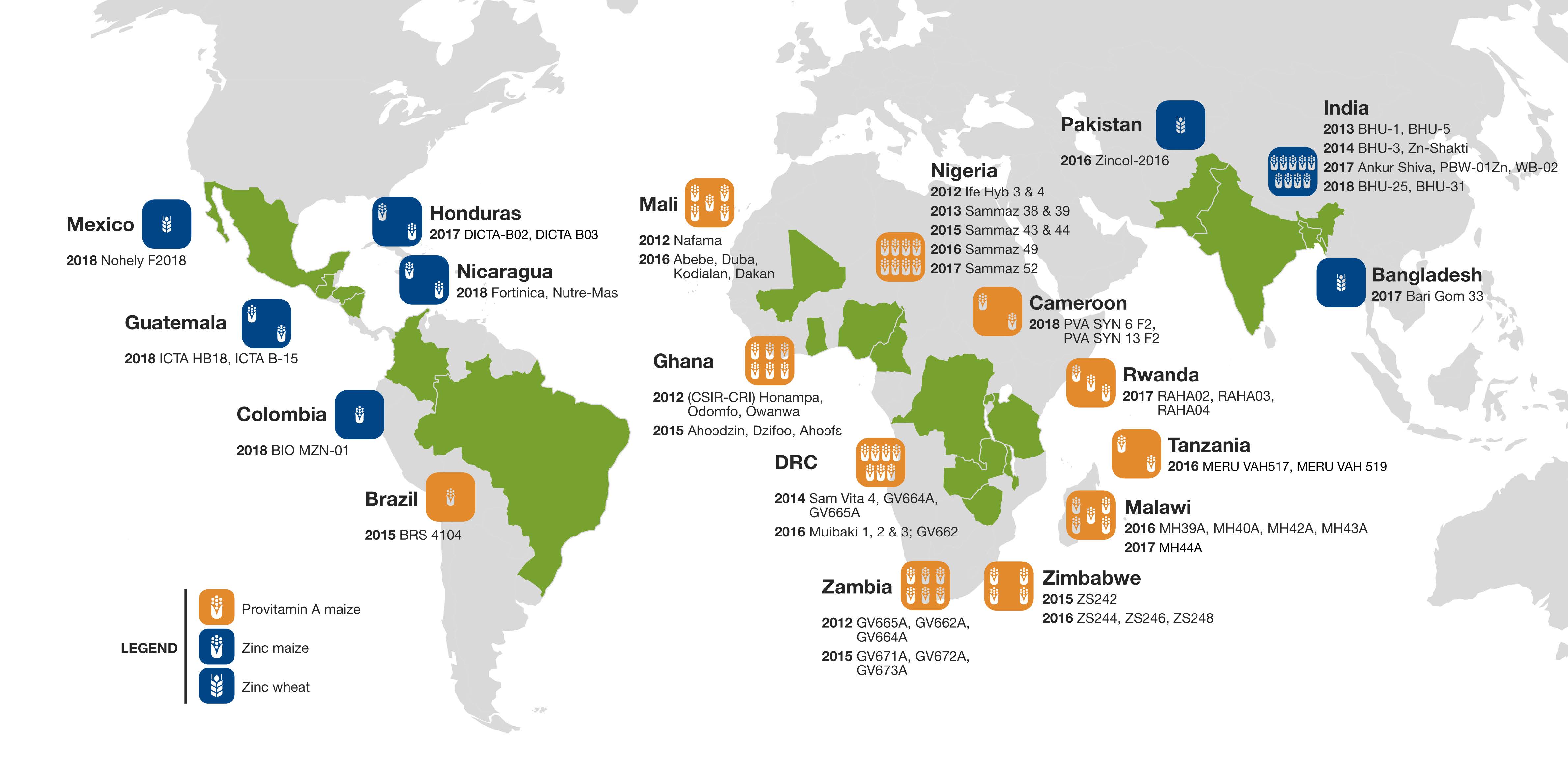 Farmer and consumer interest has grown for some 60 maize and wheat varieties whose grain features enhanced levels of the essential micronutrients zinc and provitamin A, developed and promoted through collaborations of CIMMYT, HarvestPlus, and partners in 19 countries (Map: Sam Storr/CIMMYT).