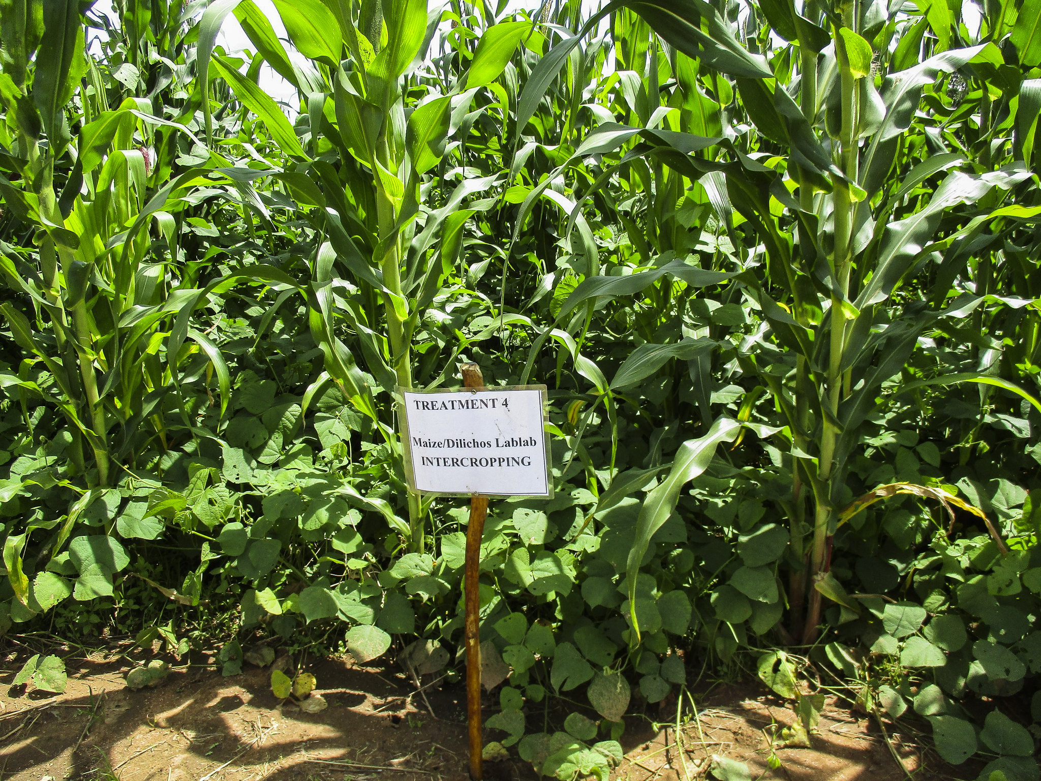 Intercropping options for mitigating fall armyworm damage. (Photo: C. Thierfelder/CIMMYT)