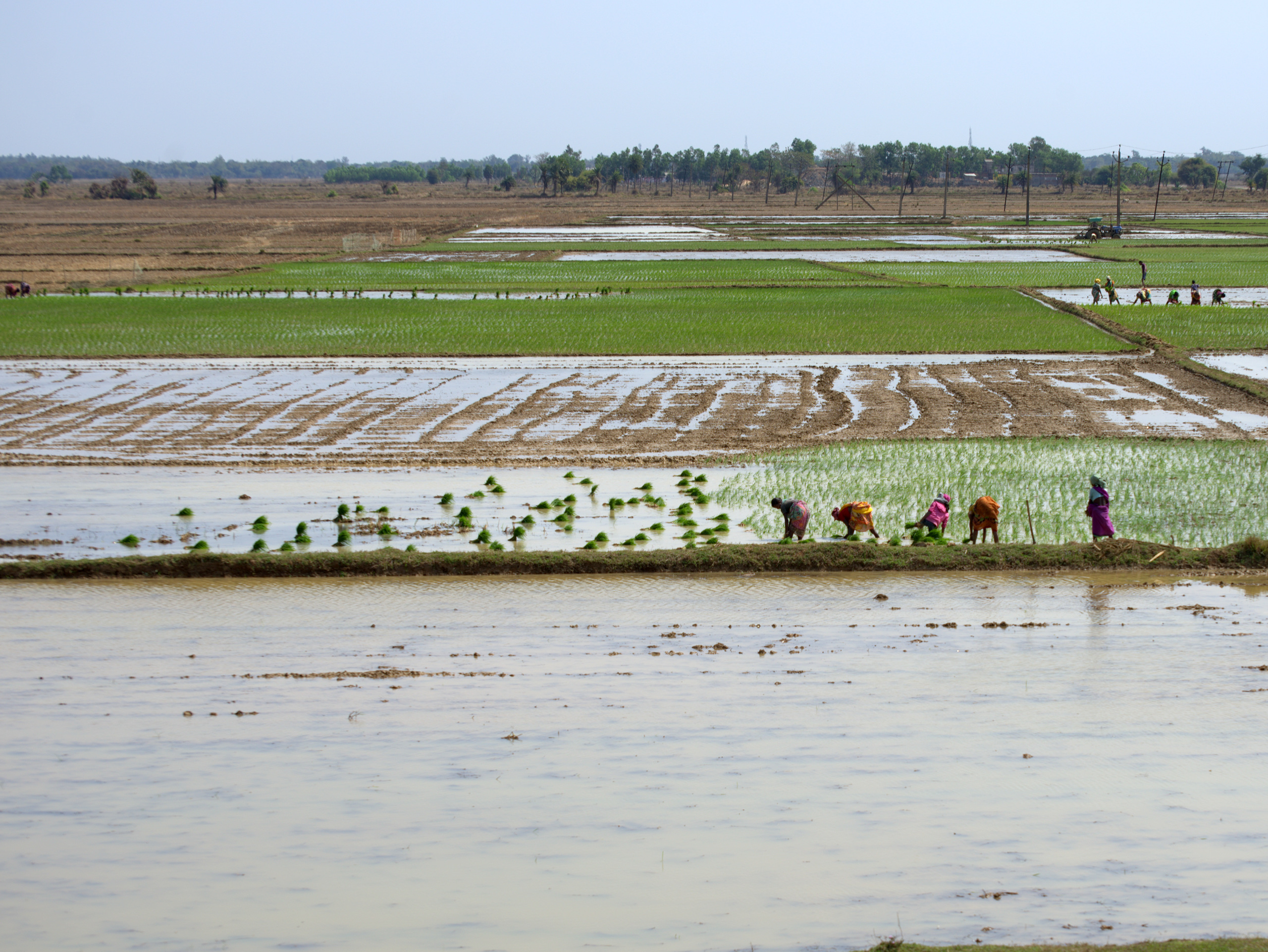 Farmers work on rice paddies. (Photo: Dakshinamurthy Vedachalam/CIMMYT)