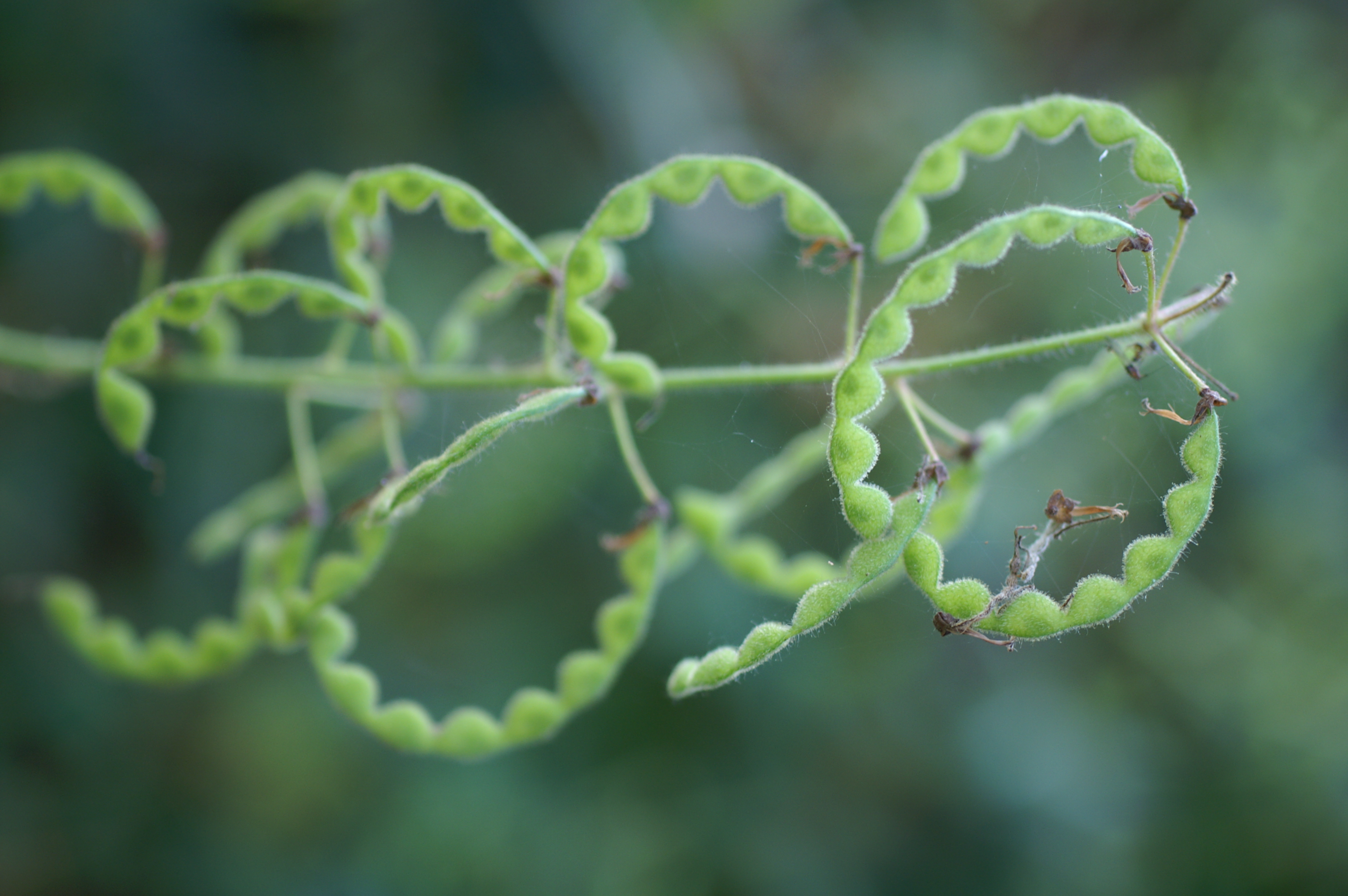 Desmodium uncinatum pods. (Photo: Harry Rose)