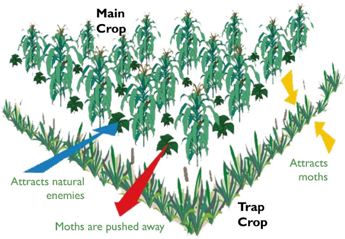 Push-pull cropping system in maize. (Figure: CIMMYT)