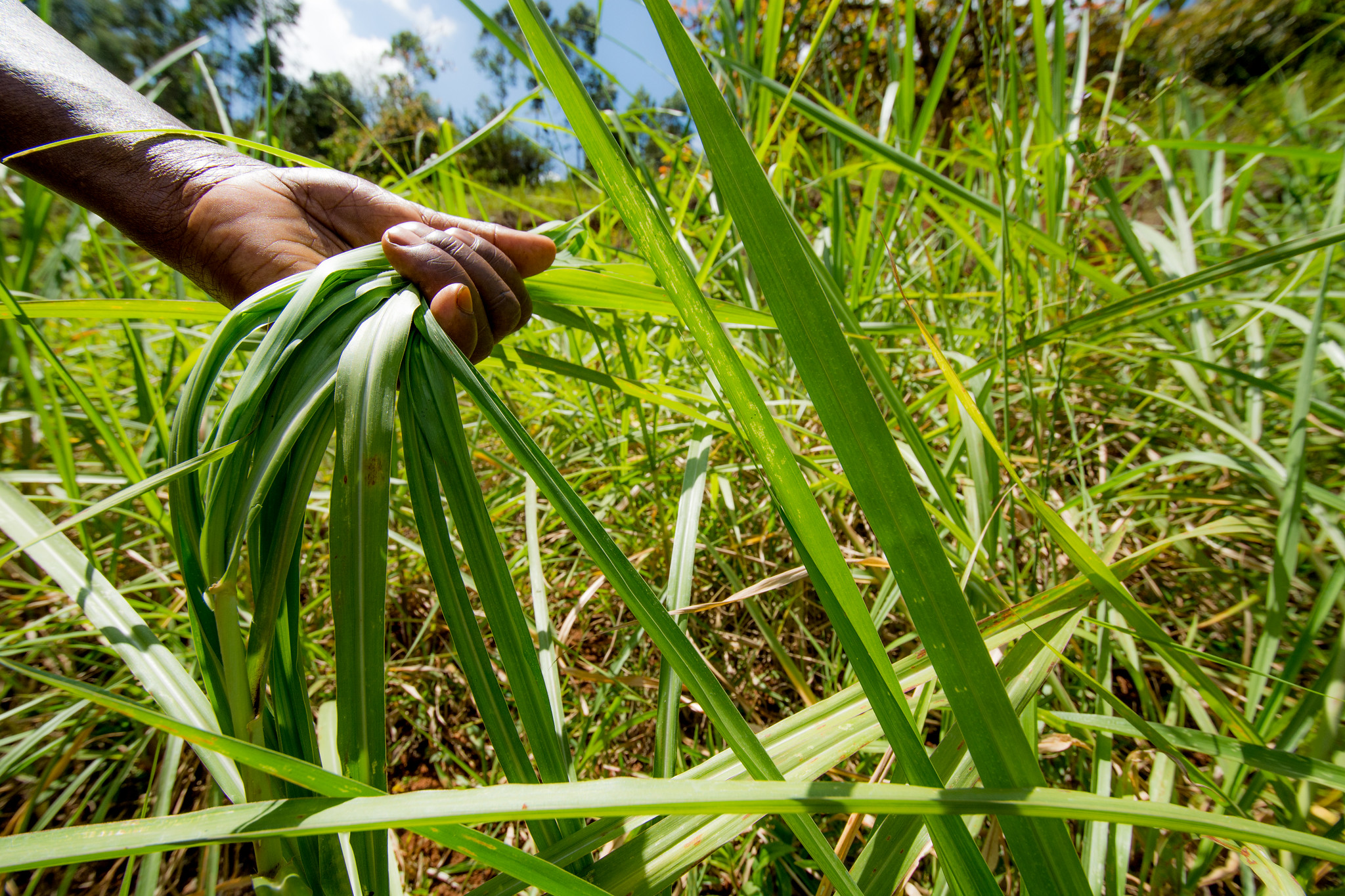 Napier grass is planted by farmers to prevent soil erosion in Kenya's Tana River Basin. (Photo: Georgina Smith/CIAT)