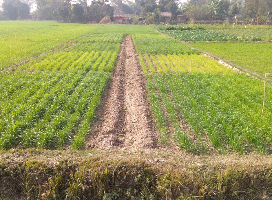 A trial field to evaluate the performance of briquetted urea and polymer-coated urea on wheat, in Kailali district, Nepal. (Photo: Uttam Kuwar/CIMMYT)