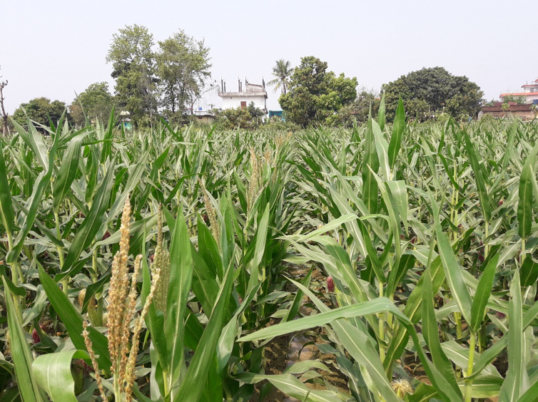 Early maturing maize variety at a seed production site. (Photo: AbduRahmann Beshir/CIMMYT)