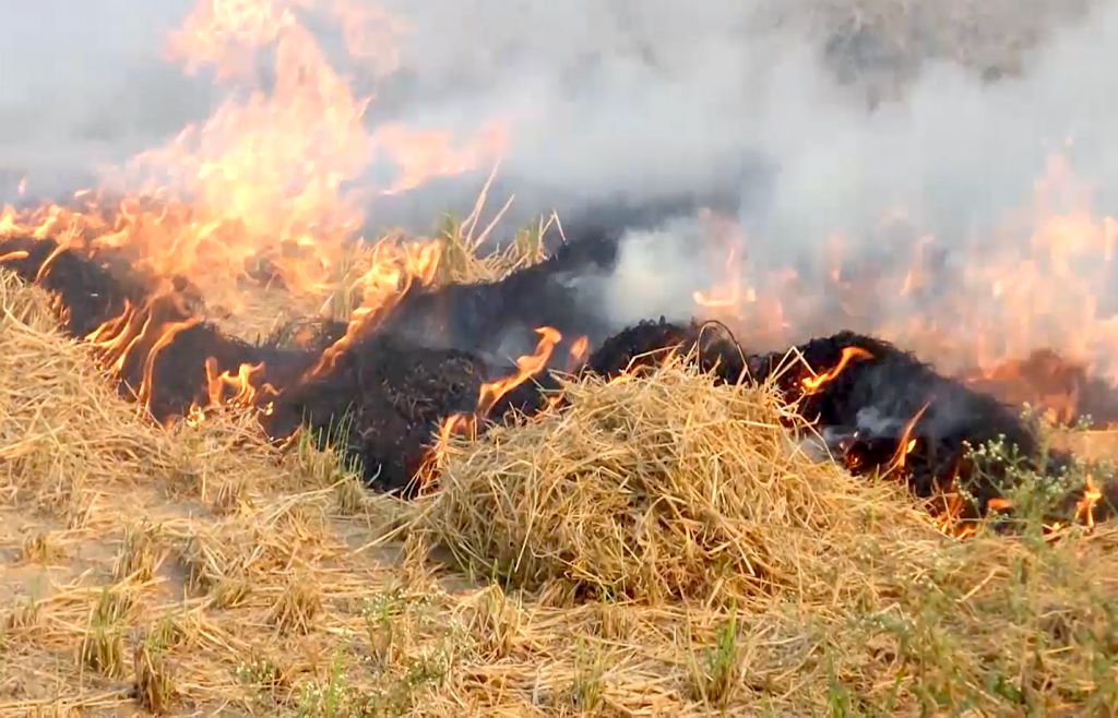 La quema de residuos de cultivos contamina el aire en el noreste de la India. (Foto: CIMMYT)