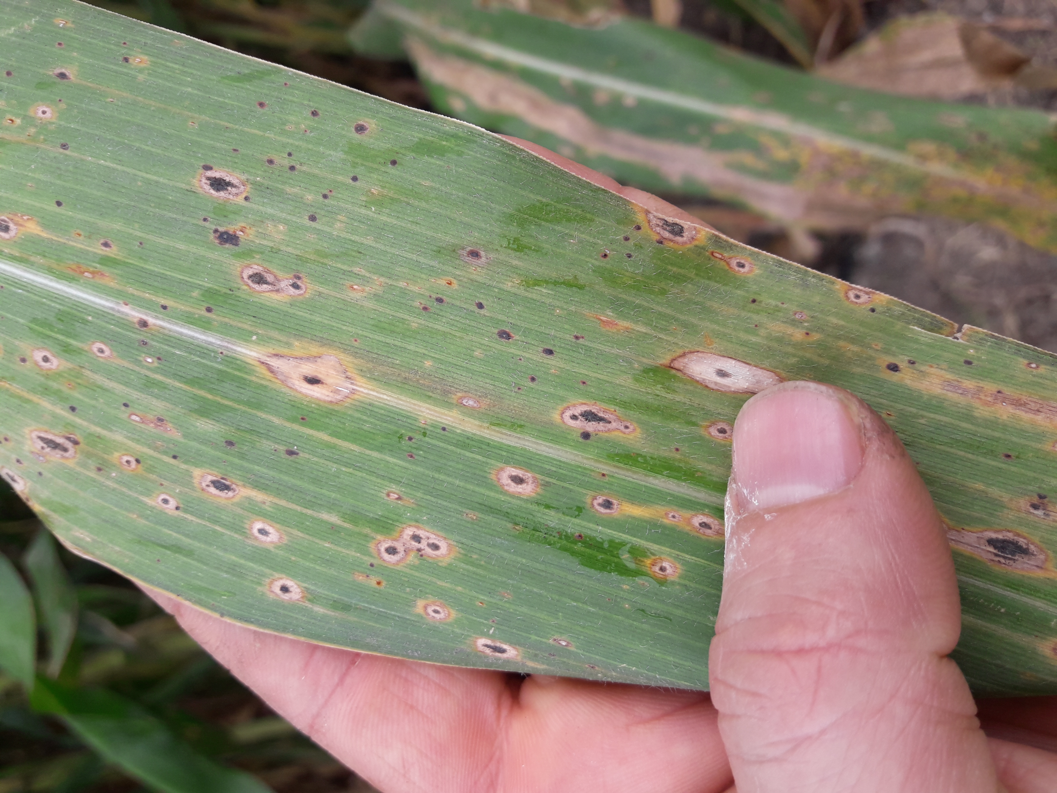 Caused by the interaction of two fungal pathogens that thrive in warm, humid conditions, tar spot complex is diagnosed by the telltale black spots that cover infected plants. (Photo: Alexander Loladze/CIMMYT)