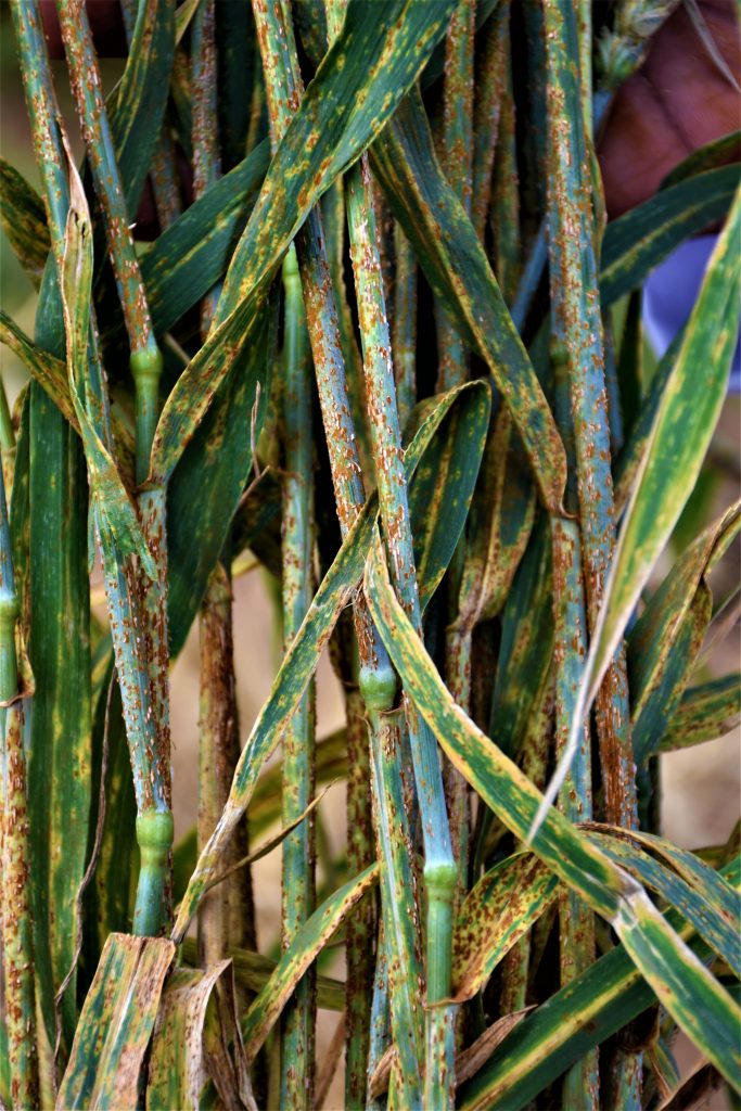 Wheat plants infested with stem rust. (Photo: Joshua Masinde/CIMMYT)