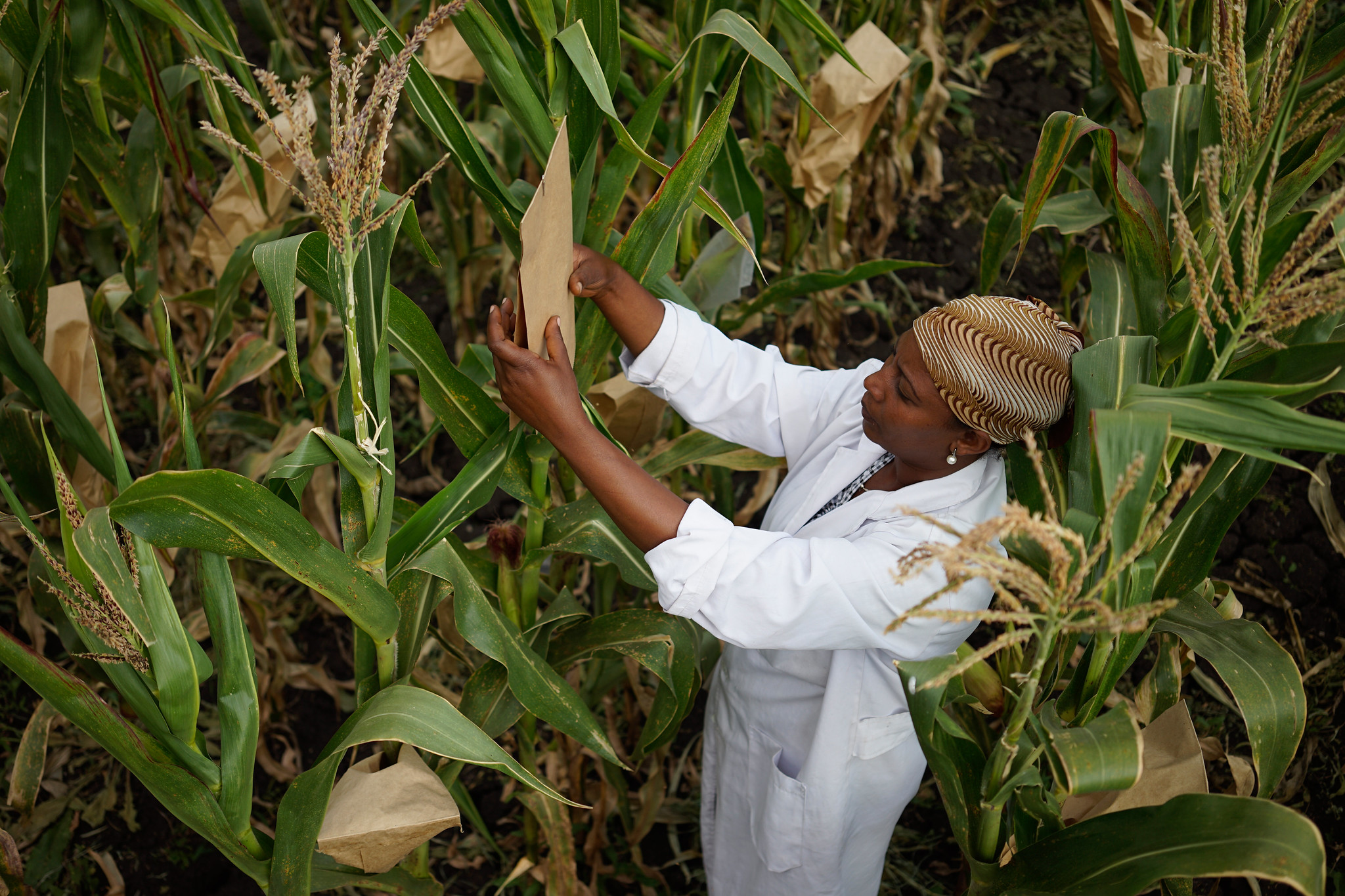 Technical assistant Tigist Masresra examines breeding trials at the Ambo Research Center in Ethiopia. (Photo: Peter Lowe/CIMMYT)