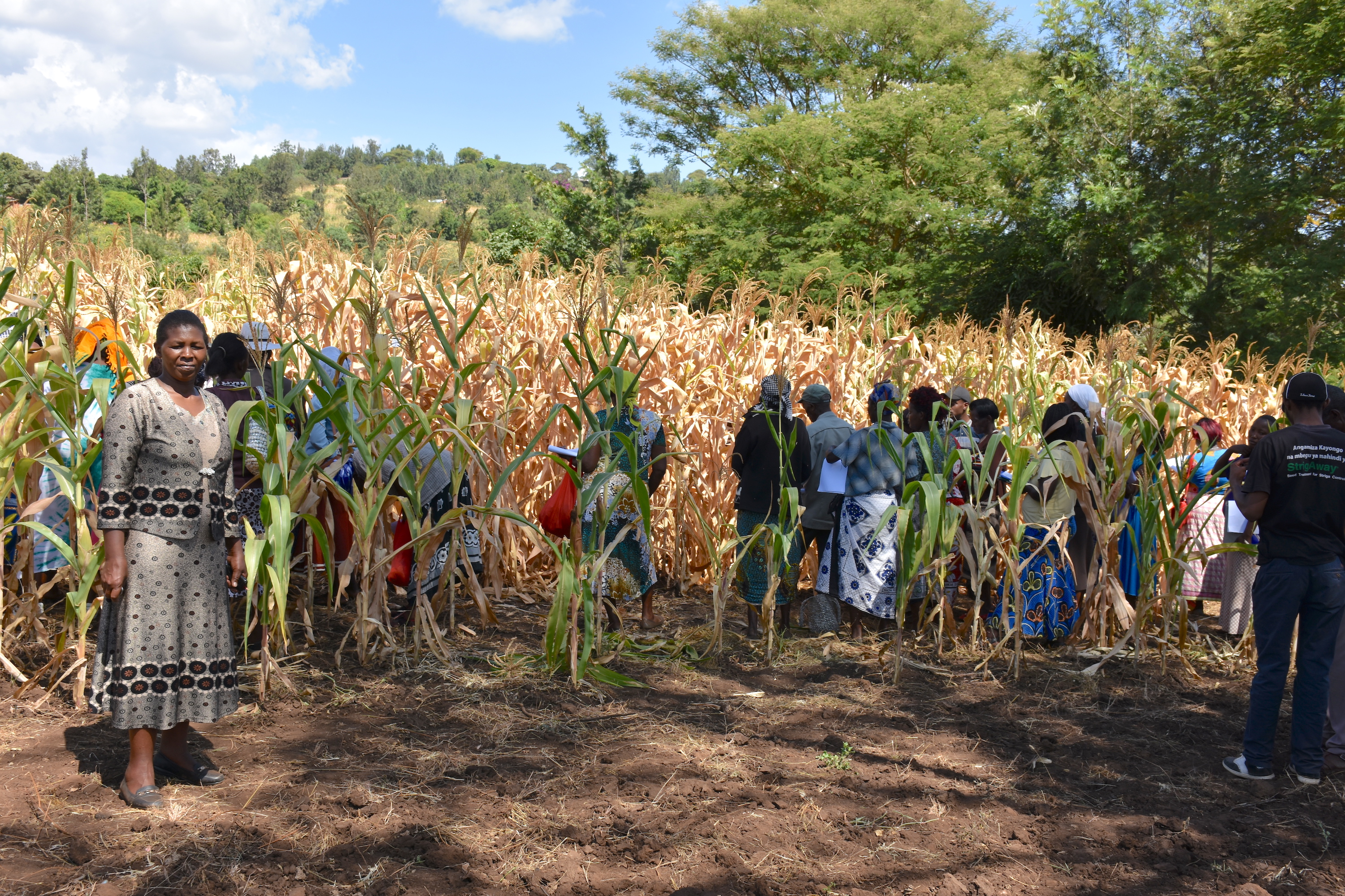 Agnes Nthambi (left) and other farmers evaluate maize varieties developed through CIMMYT’s Stress Tolerant Maize for Africa (STMA) project. (Photo: Joshua Masinde/CIMMYT)