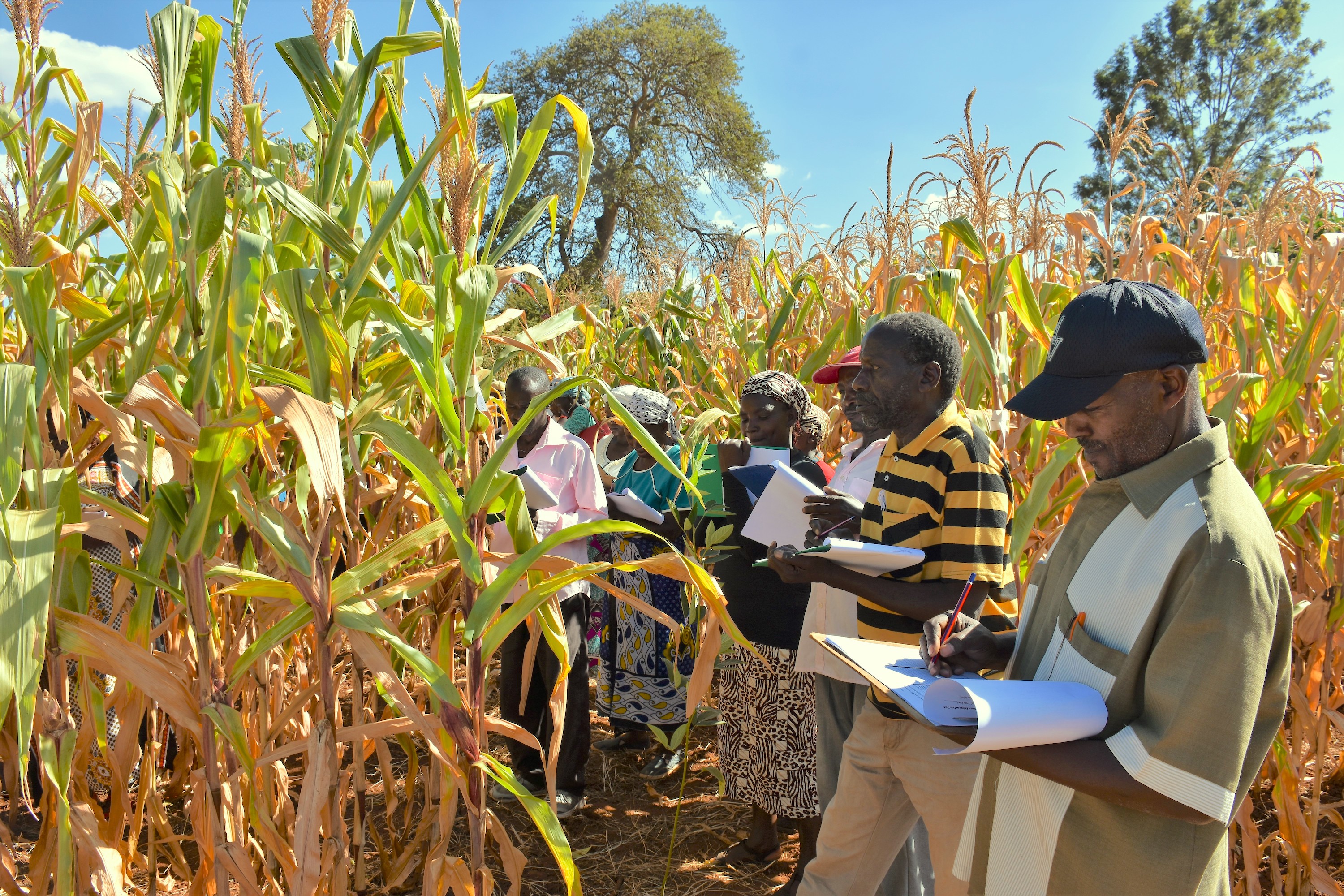 Background image for CIMMYT