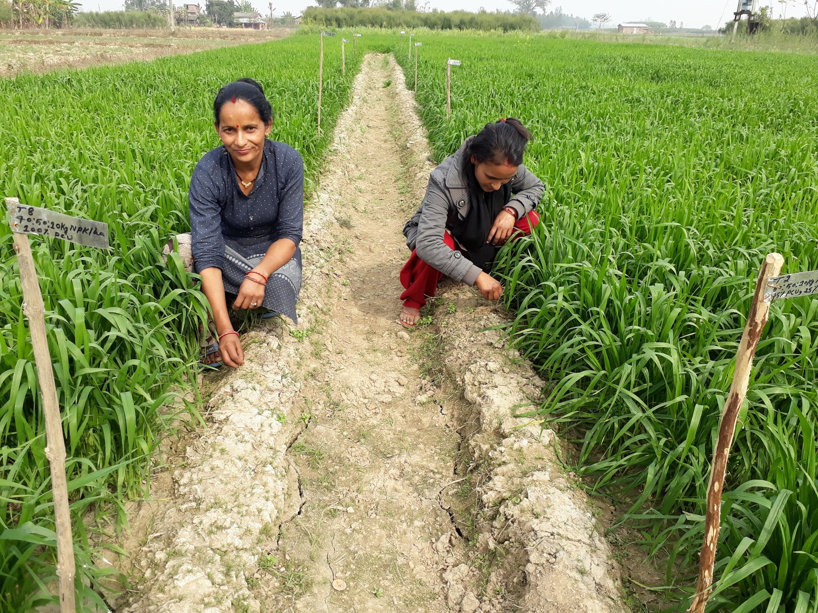 Farmers monitor wheat fields in Bardiya district, Nepal. (Photo: Surya B. Thapa/CIMMYT)