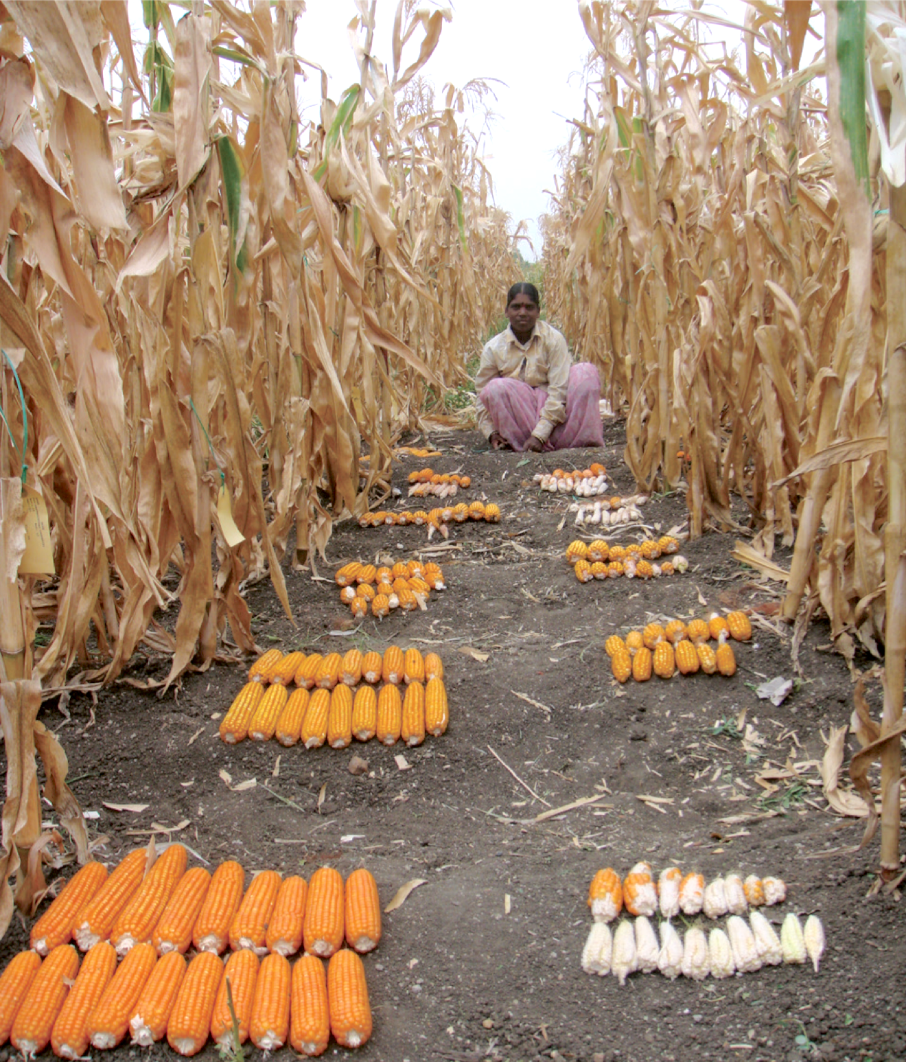 Variability among maize genotypes for agronomic and yield traits under managed drought stress. (Photo: CIMMYT)
