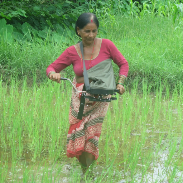 A woman operates a precision spreader during a demonstration for a farmer group in Guleriya MCP, Bardiya, in coordination with the Suahaara nutrition project. (Photo: Salin Acharya/CIMMYT)