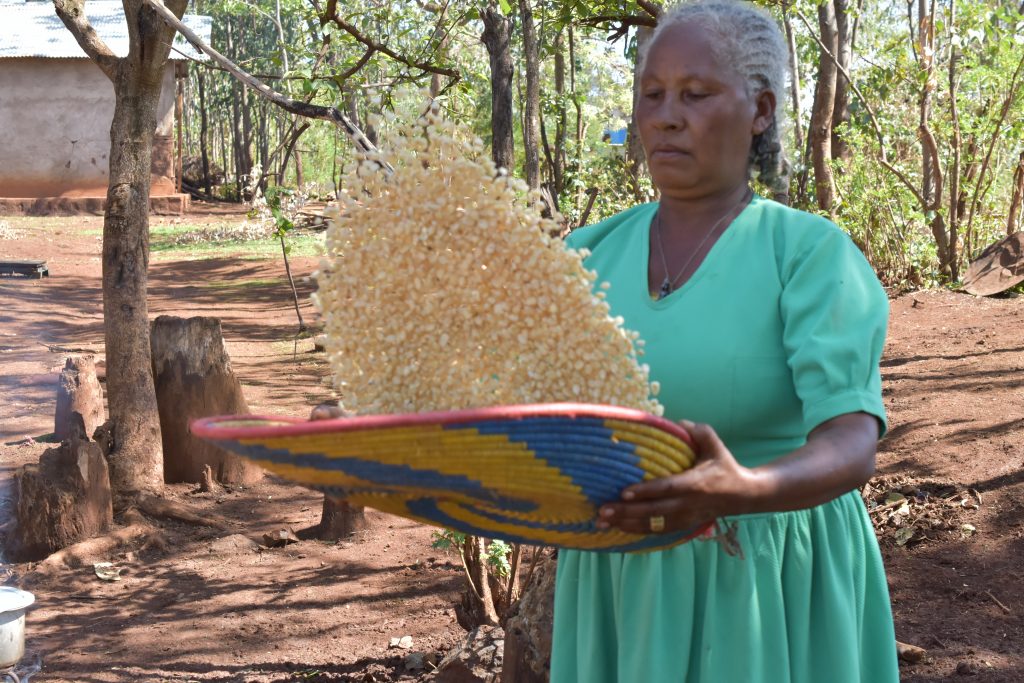 Sequare Regassa sorts maize grain. (Photo: Simret Yasabu/CIMMYT)