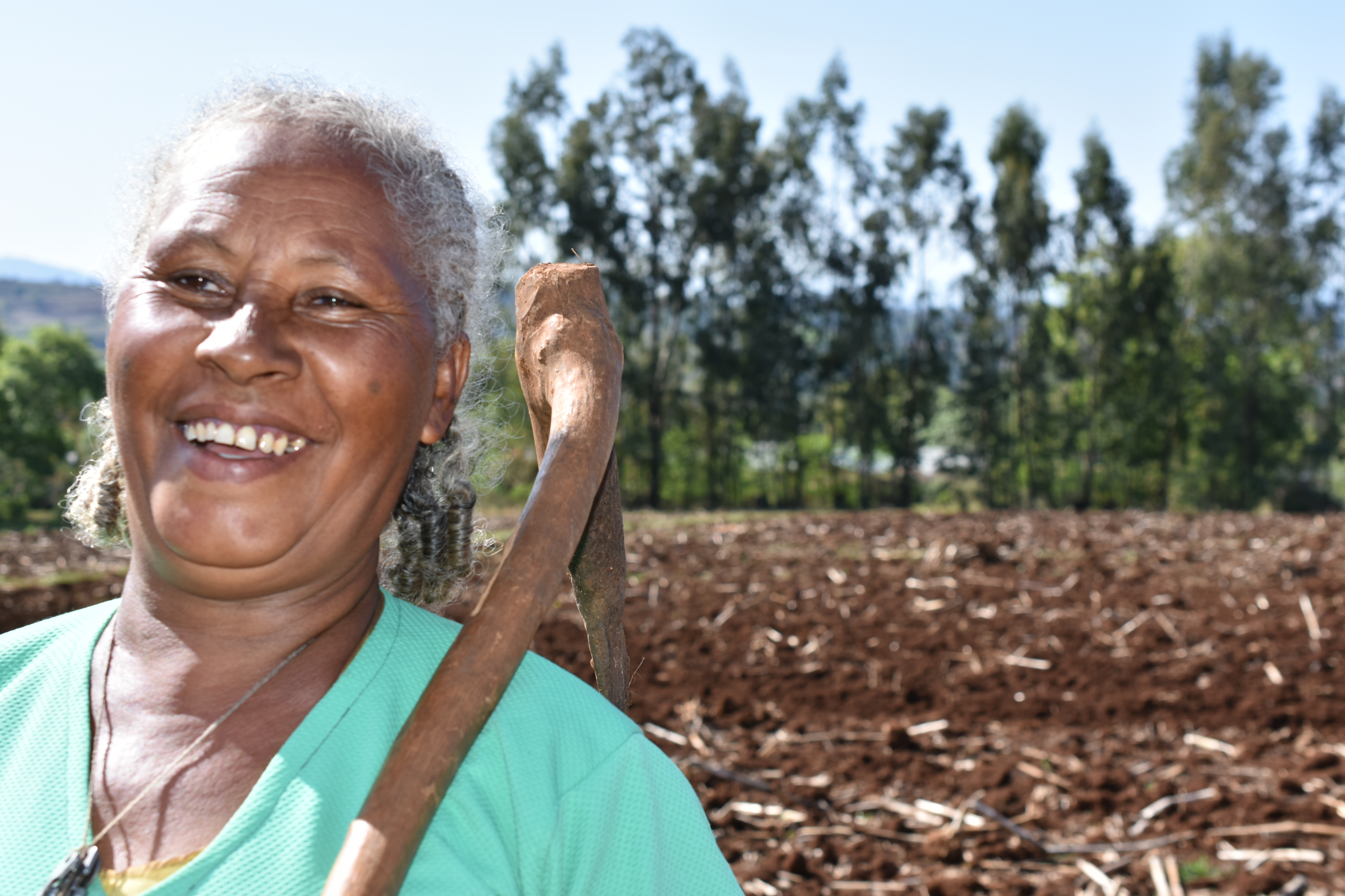 Sequare Regassa stands next to her fields holding a wooden farming tool. (Photo: Simret Yasabu/CIMMYT)