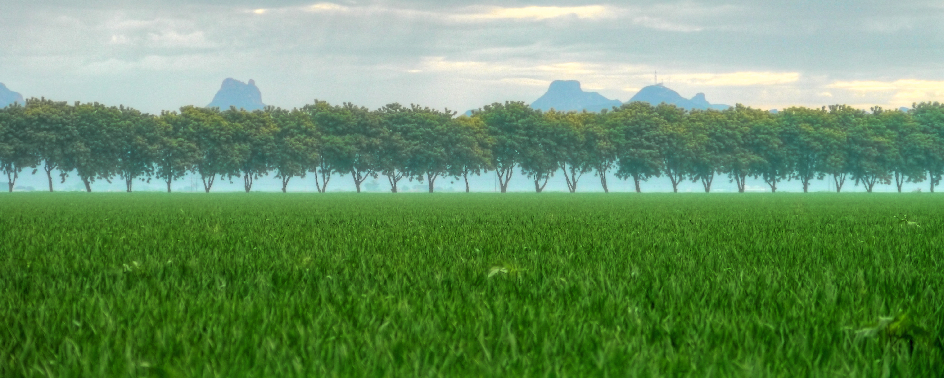 View from the experimental station in Ciudad Obregón, Sonora, northern Mexico. (Photo: M. Ellis/CIMMYT)