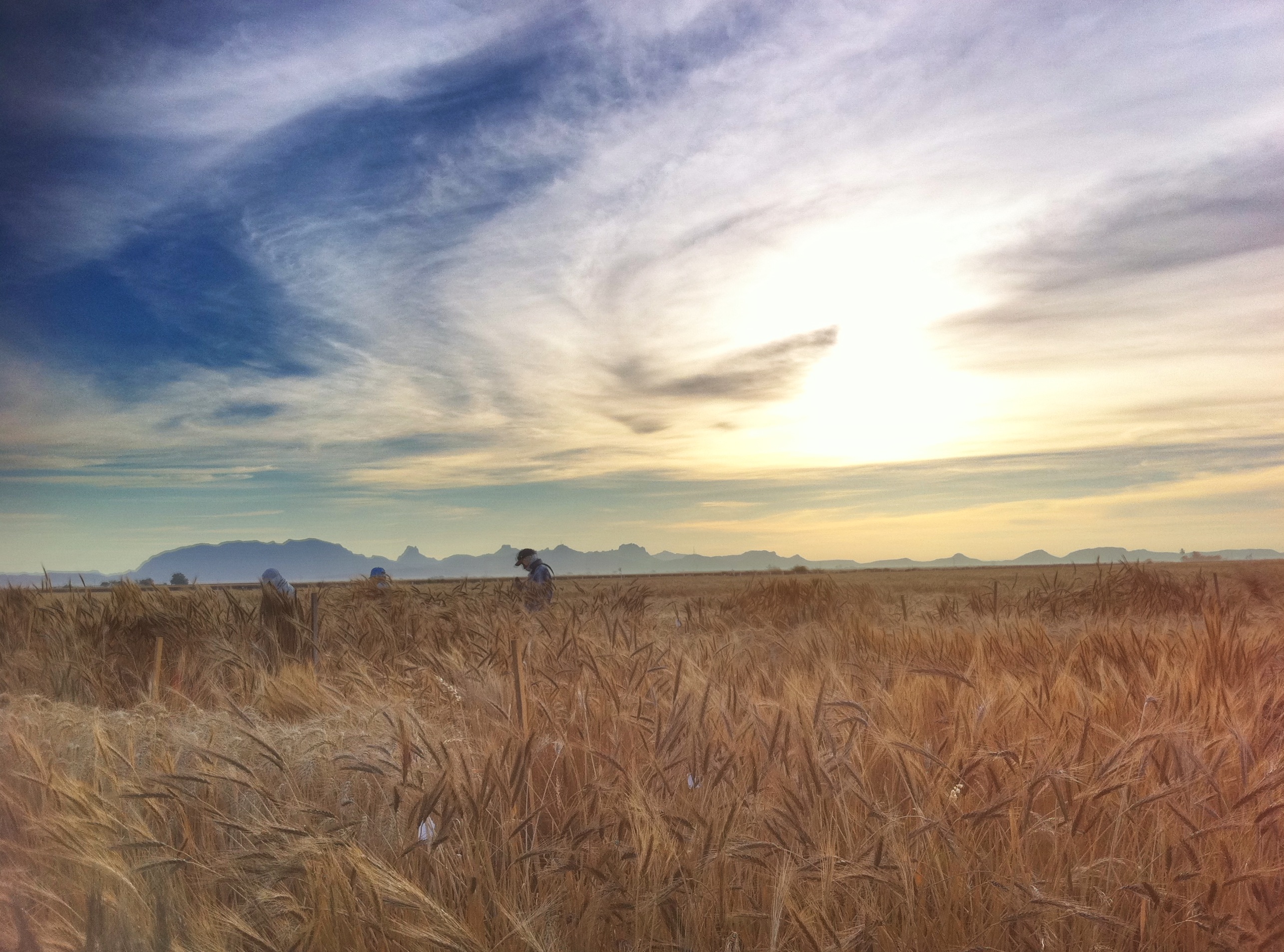 Wheat fields at CIMMYT's experimental station near Ciudad Obregón, Sonora, Mexico. (Photo: M. Ellis/CIMMYT)
