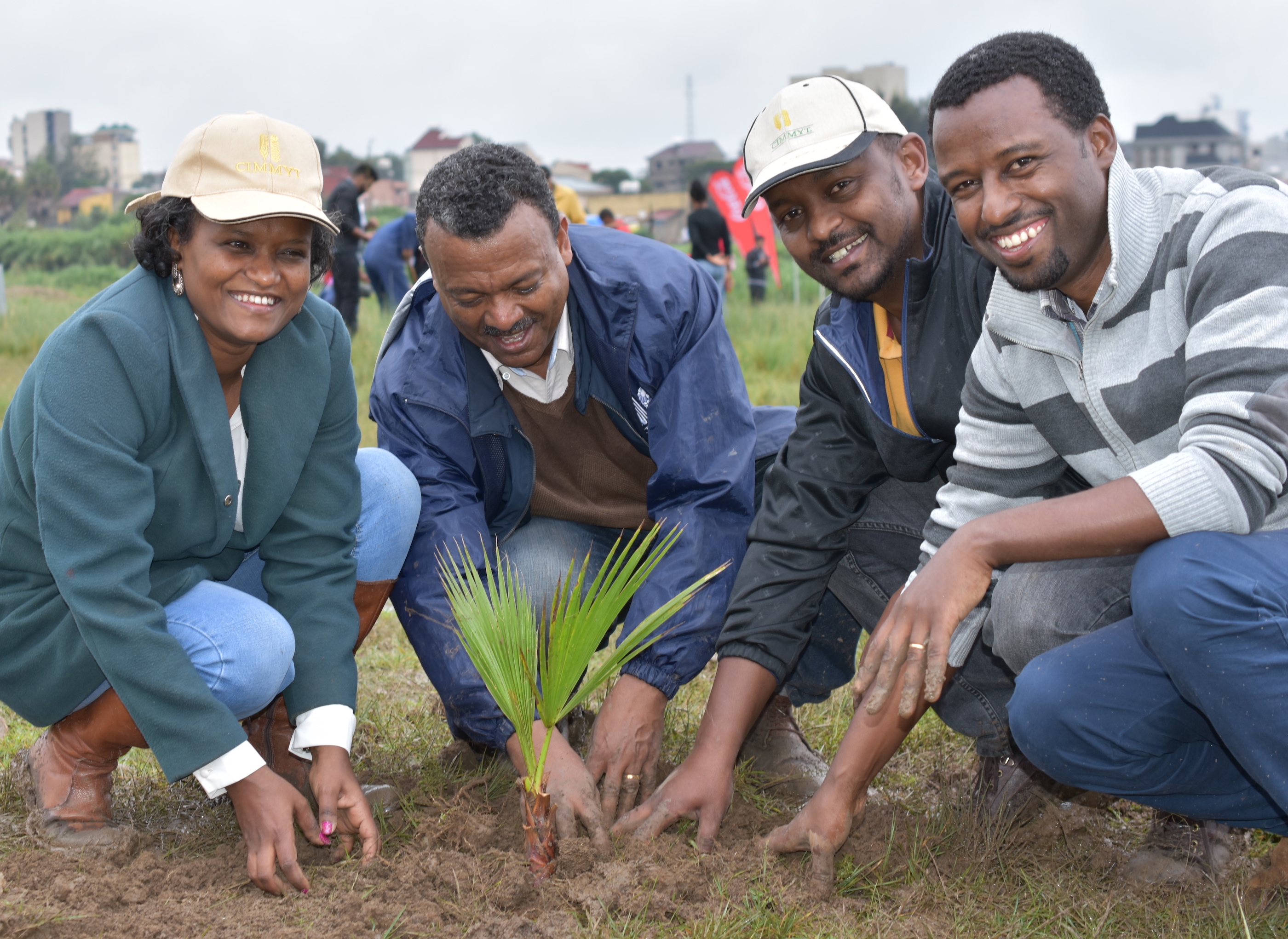 Staff members of CIMMYT and other CGIAR centers in Ethiopia participated in the country's nationwide campaign that resulted in the planting of more than 350 million trees in one single day. (Photo: CIMMYT)