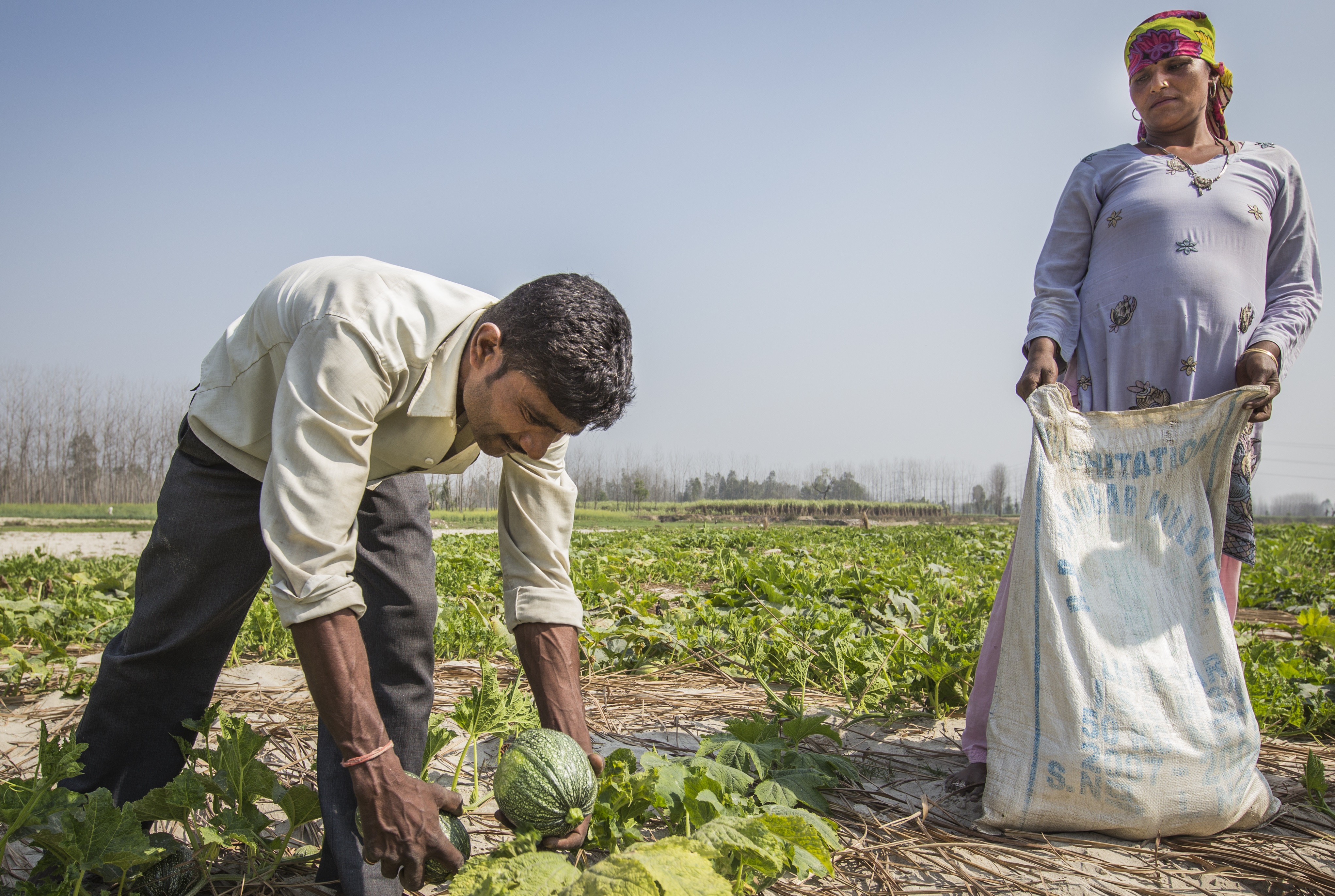 Farmers harvest squash in Uttarakhand, India. (Photo: Jitendra Raj Bajracharya/ICIMOD)