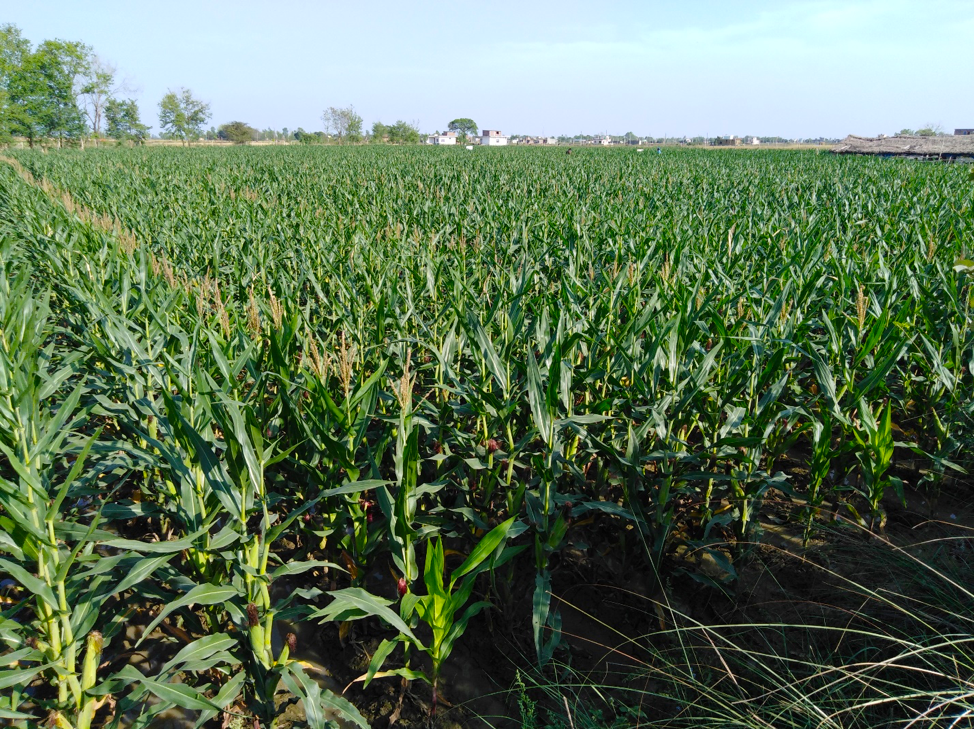 General view of a hybrid maize field from Lumbini Seed Company, a NSAF project partner, in Nepal’s Bhairahawa district. (Photo: Subhas Sapkota)