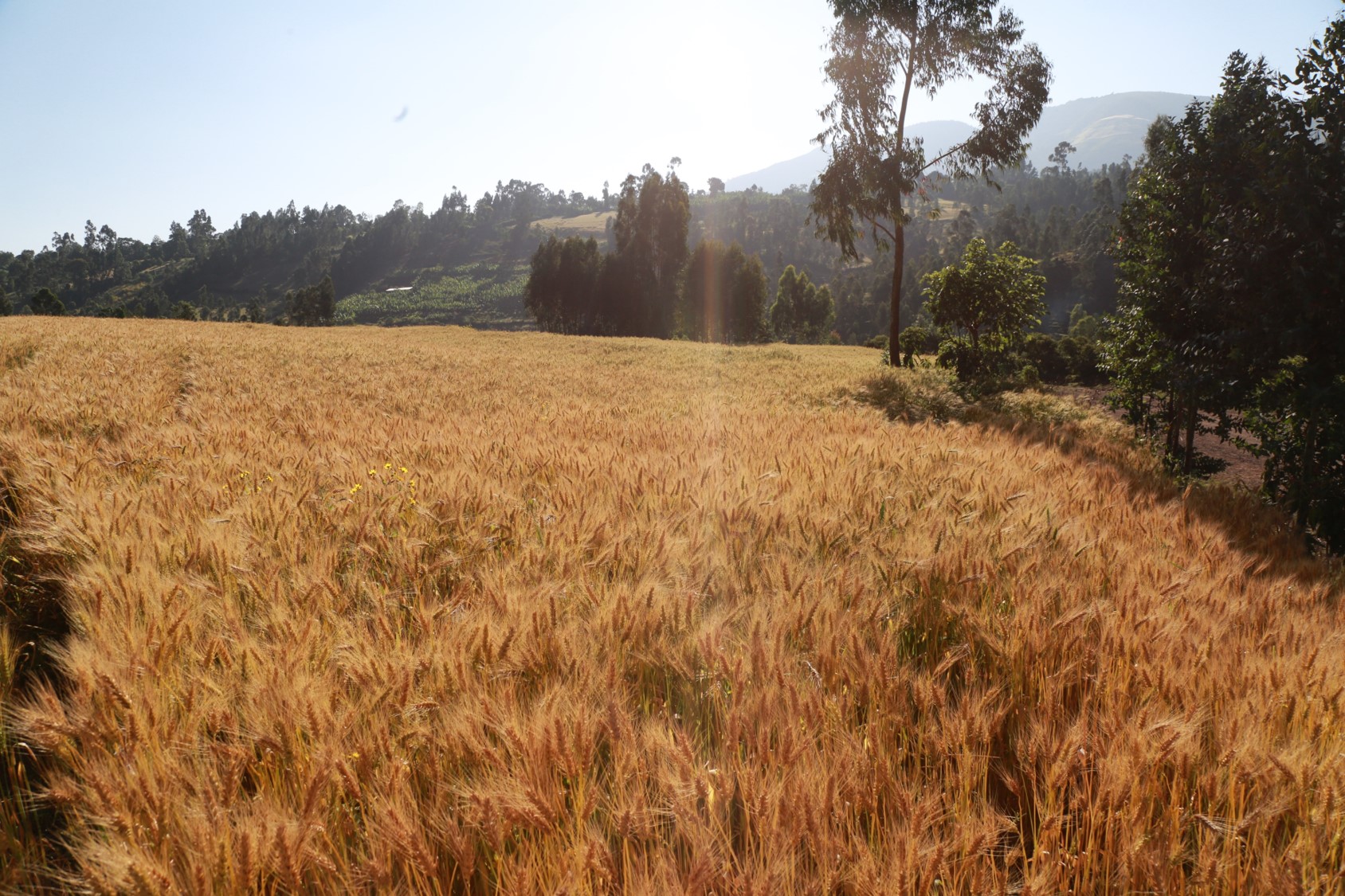 Bread wheat improvement using genomic tools will be critical to accelerate genetic gains in the crop's yield, disease resistance, and climate resilience. (Photo: Apollo Habtamu/CIMMYT)