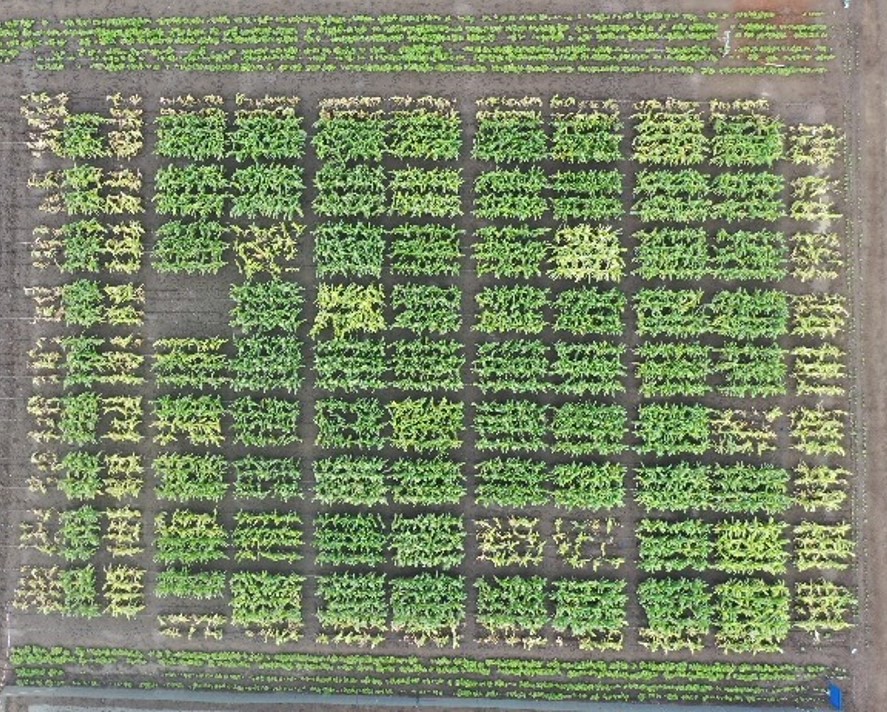 Maize Lethal Necrosis (MLN) sensitive and resistant hybrid demo plots in Naivasha’s quarantine & screening facility (Photo: KIPENZ/CIMMYT)