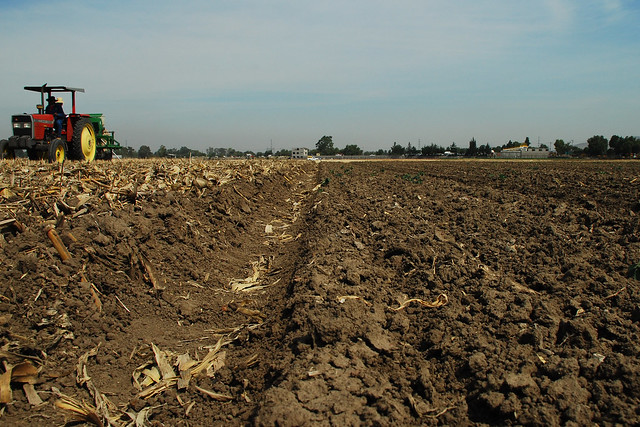 A multi-crop, multi-use zero-tillage seeder at work on a conservation agriculture trial plot, left, at CIMMYT's headquarters in Texcoco, Mexico. The residues retained on the soil surface and the permanent raised beds are in clear contrast with the conventional plot on the right. (Photo: CIMMYT)
