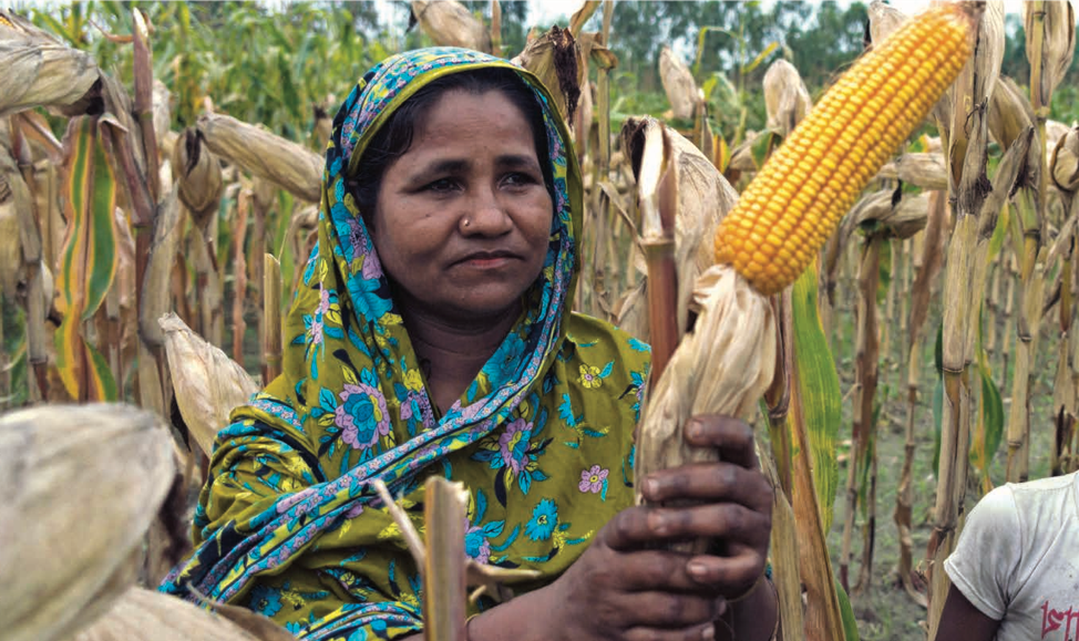 (Photo: Sam Storr/CIMMYT)