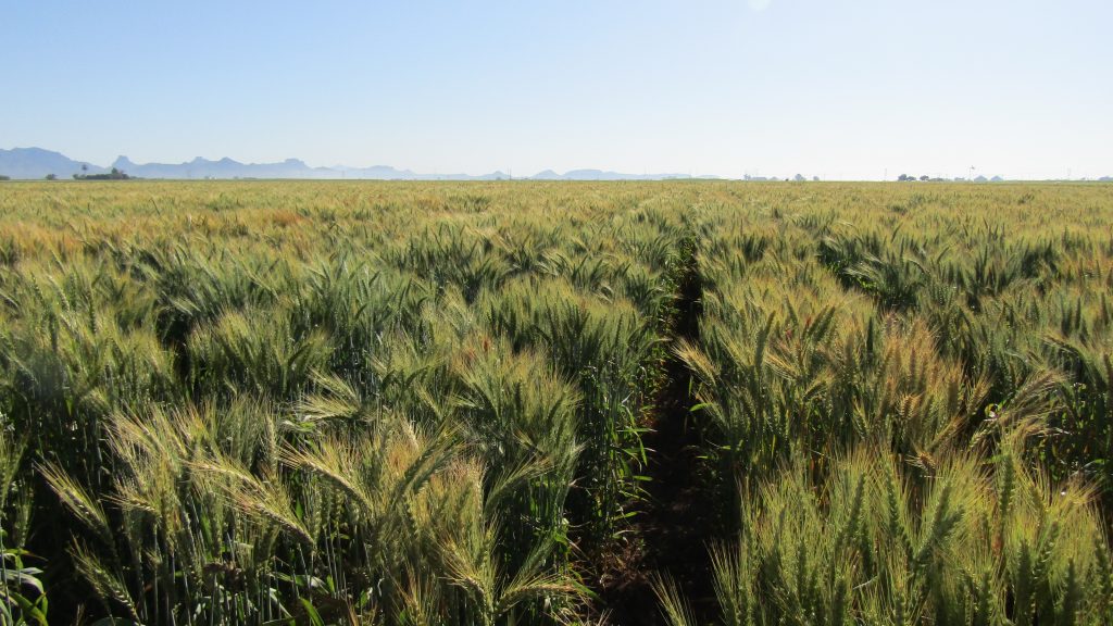 Elite wheat varieties at CIMMYT’s experimental station in Ciudad Obregon, in Mexico's Sonora state. (Photo: Marcia MacNeil/CIMMYT)