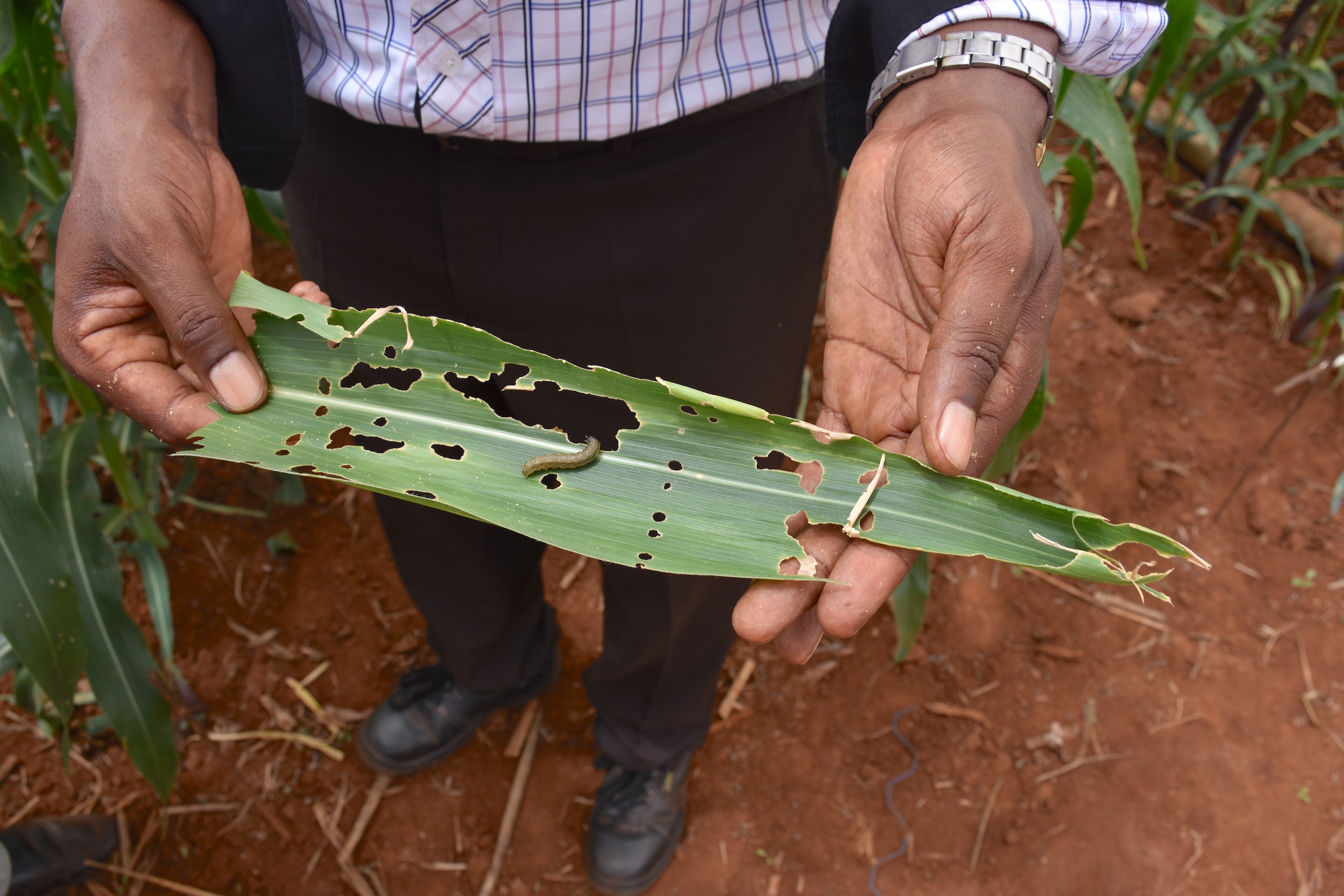 A researchers shows a maize leaf affected by fall armyworm at CIMMYT’s fall armyworm screenhouse in Kiboko, Kenya. (Photo: Jennifer Johnson/CIMMYT)