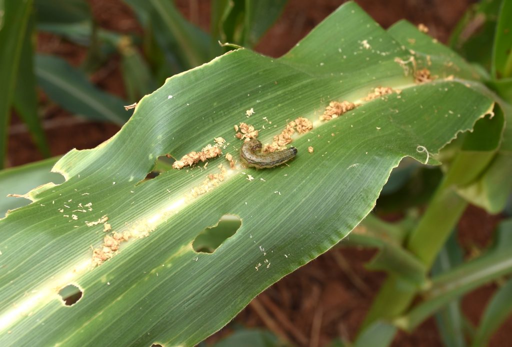 A fall armyworm curls up among the debris of the maize plant it has just eaten at CIMMYT’s screenhouse in Kiboko, Kenya. (Photo: Jennifer Johnson/CIMMYT)