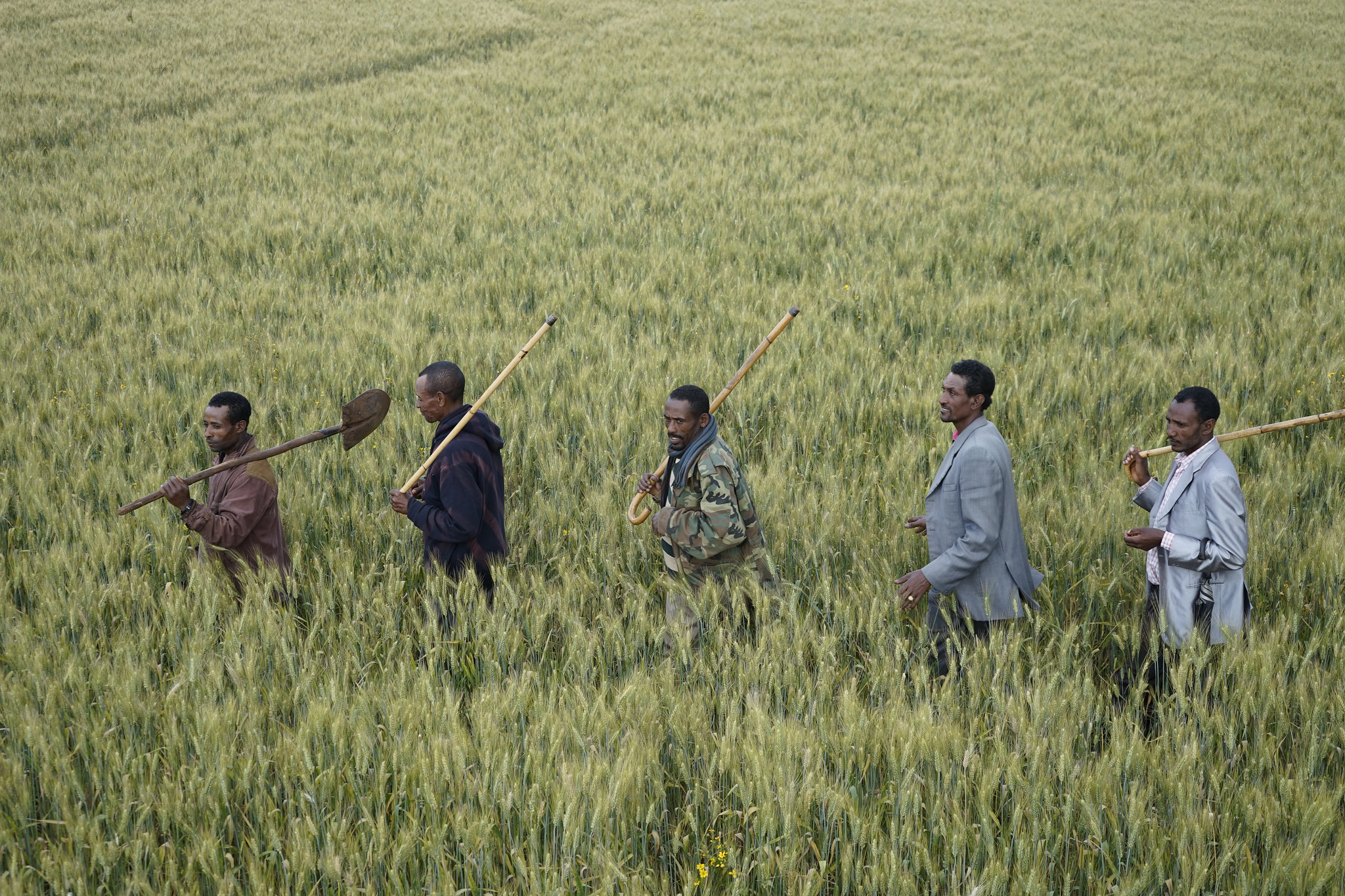 Farmers walk through a wheat field in Lemo district, Ethiopia. (Photo: P. Lowe/CIMMYT)