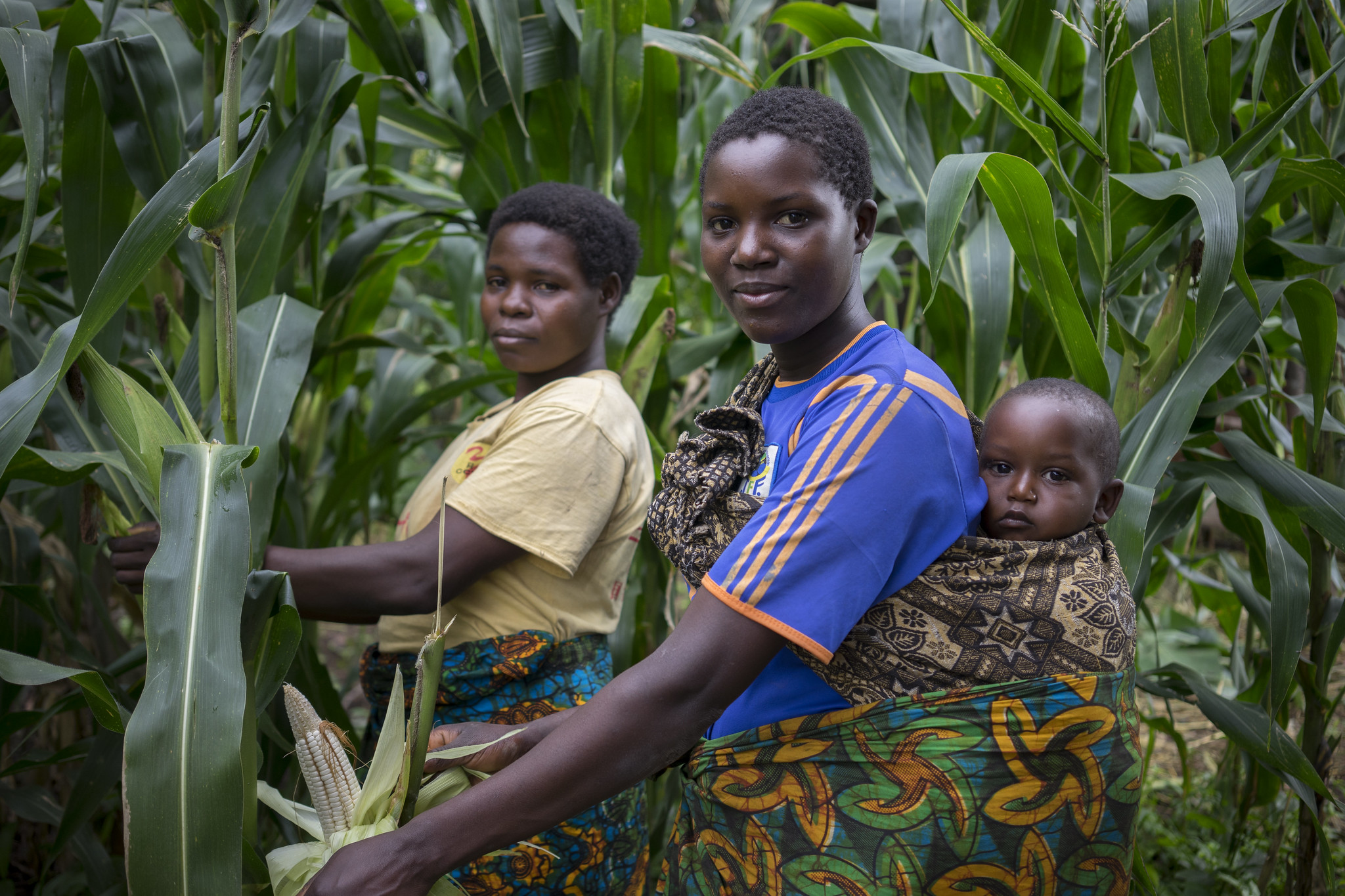 Ruth Andrea (left) and Maliamu Joni harvest cobs of drought-tolerant maize in Idakumbi, Mbeya, Tanzania. (Photo: Peter Lowe/CIMMYT)