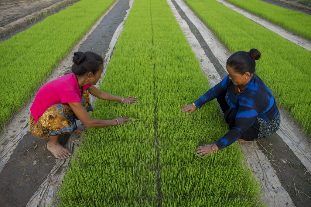 Farmers Kanchimaya Pakhrin and her neighbor Phulmaya Lobshan weed rice seedling bed sown by machine in Purnabas, Kanchanpur, Nepal. (Photo: P. Lowe/CIMMYT)