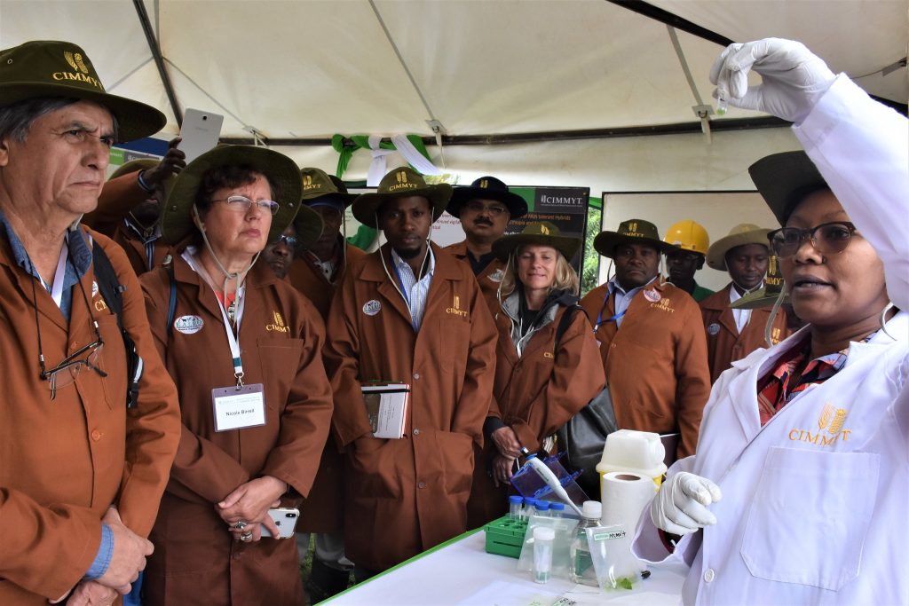 CIMMYT board members, staff, partners and farmers listen to a researcher at the MLN Screening Facility in Naivasha, Kenya. (Photo: Joshua Masinde/CIMMYT)